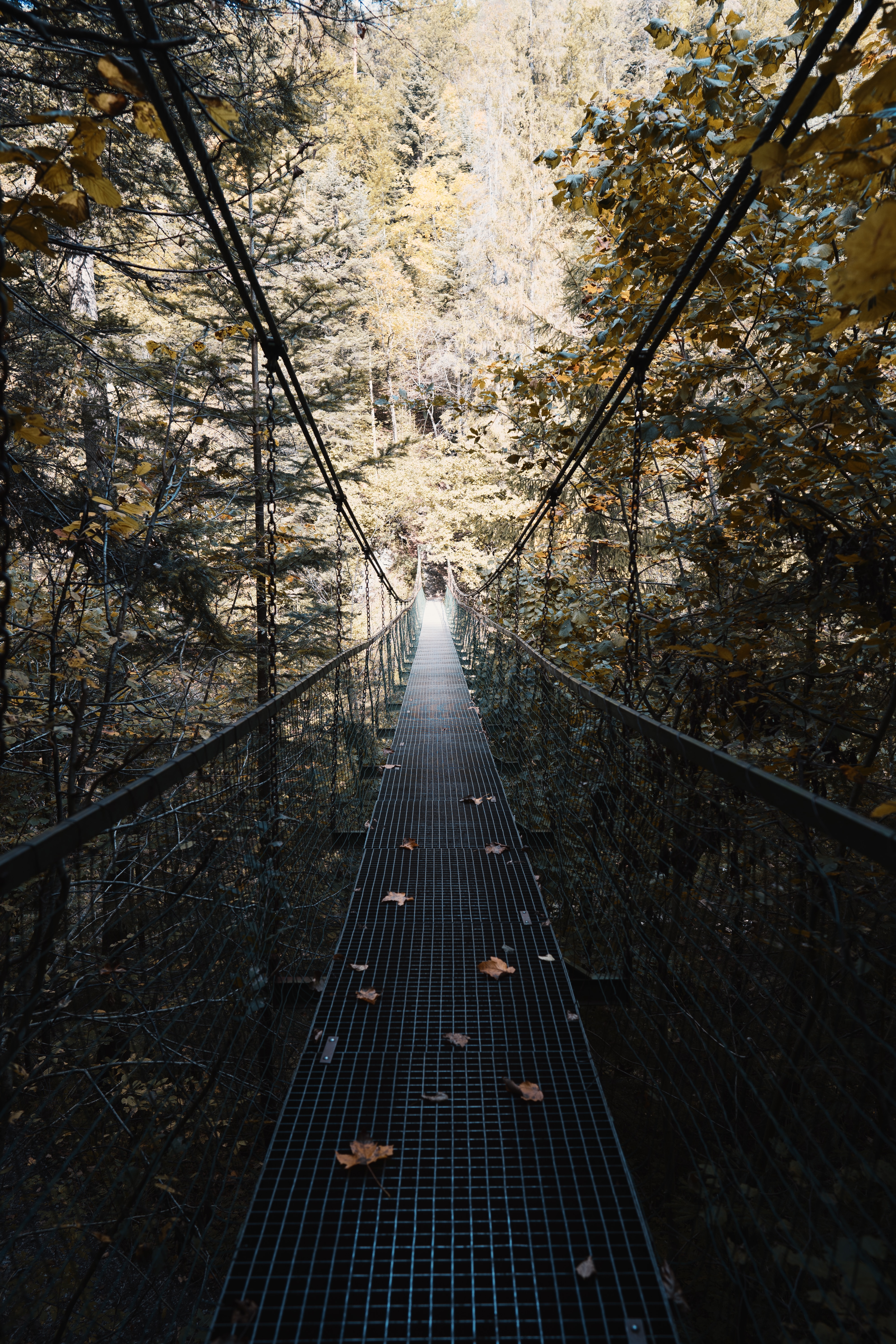 96000壁紙のダウンロード橋, 木, その他, 雑, 森林, 森, ブリッジ, 落ち葉, 堕落した葉, 吊橋, 吊り橋-スクリーンセーバーと写真を無料で