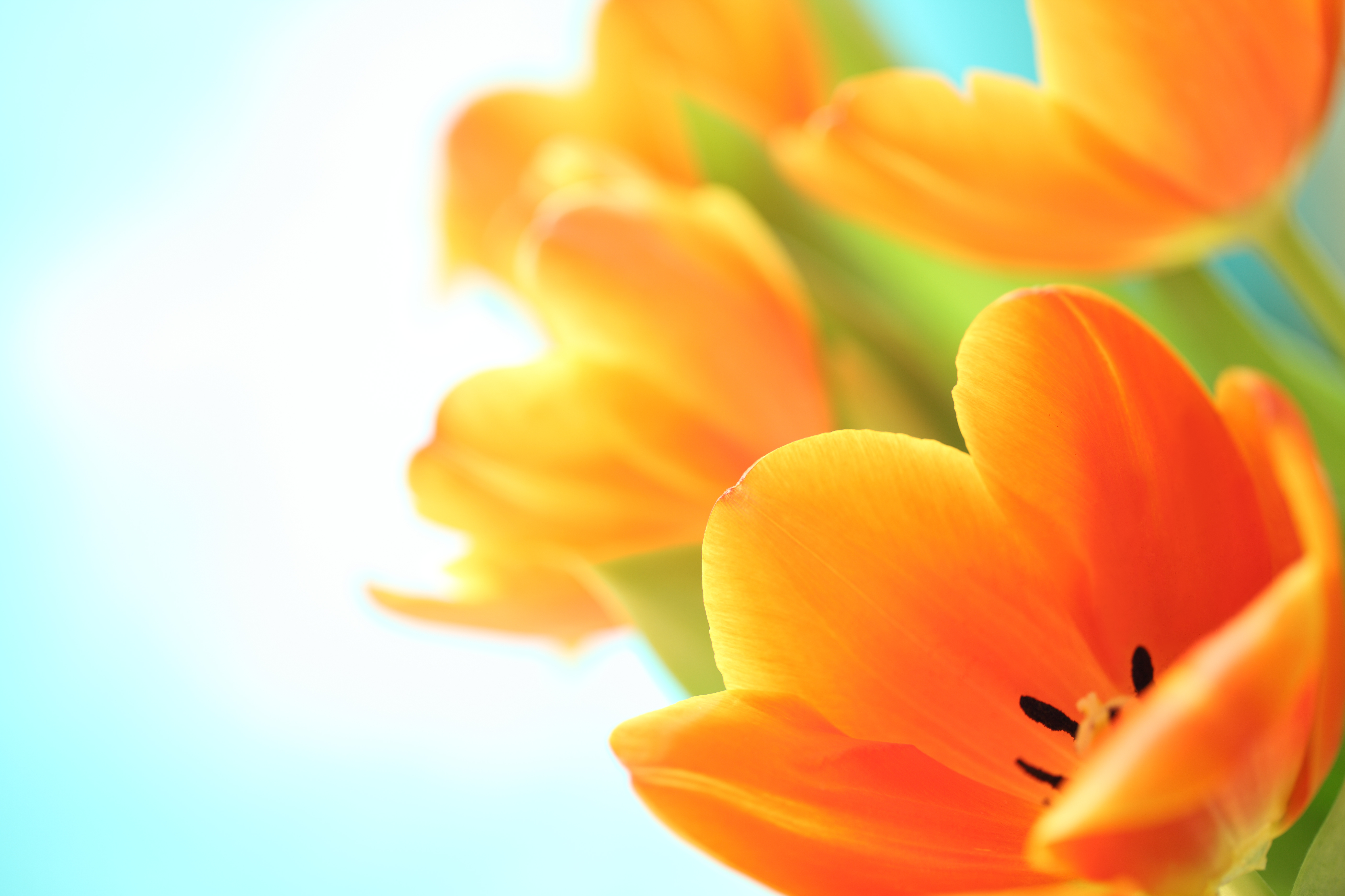 Handy-Wallpaper Blumen, Blume, Nahansicht, Tulpe, Gelbe Blume, Erde/natur kostenlos herunterladen.
