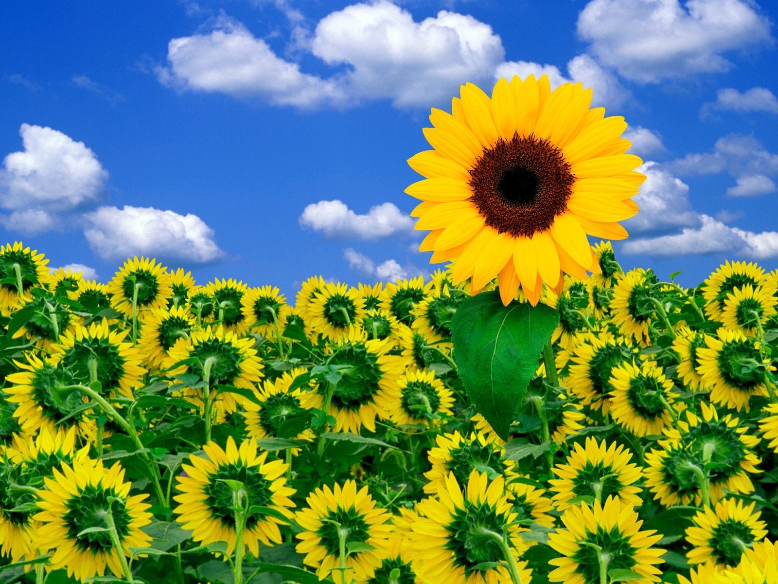 sunflowers, plants, sky