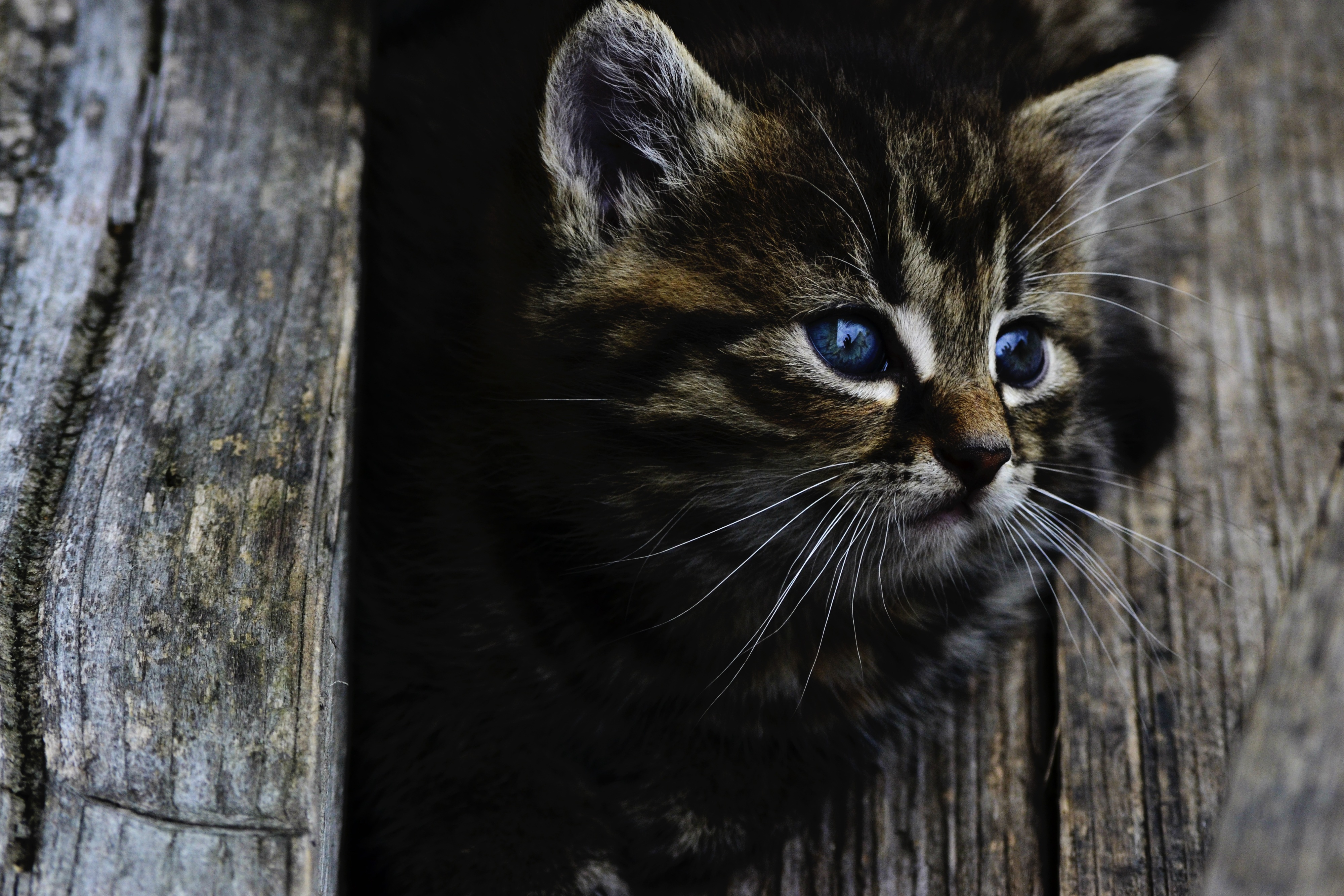 Descarga gratis la imagen Animales, Gato, Gatito, Bebe Animal en el escritorio de tu PC