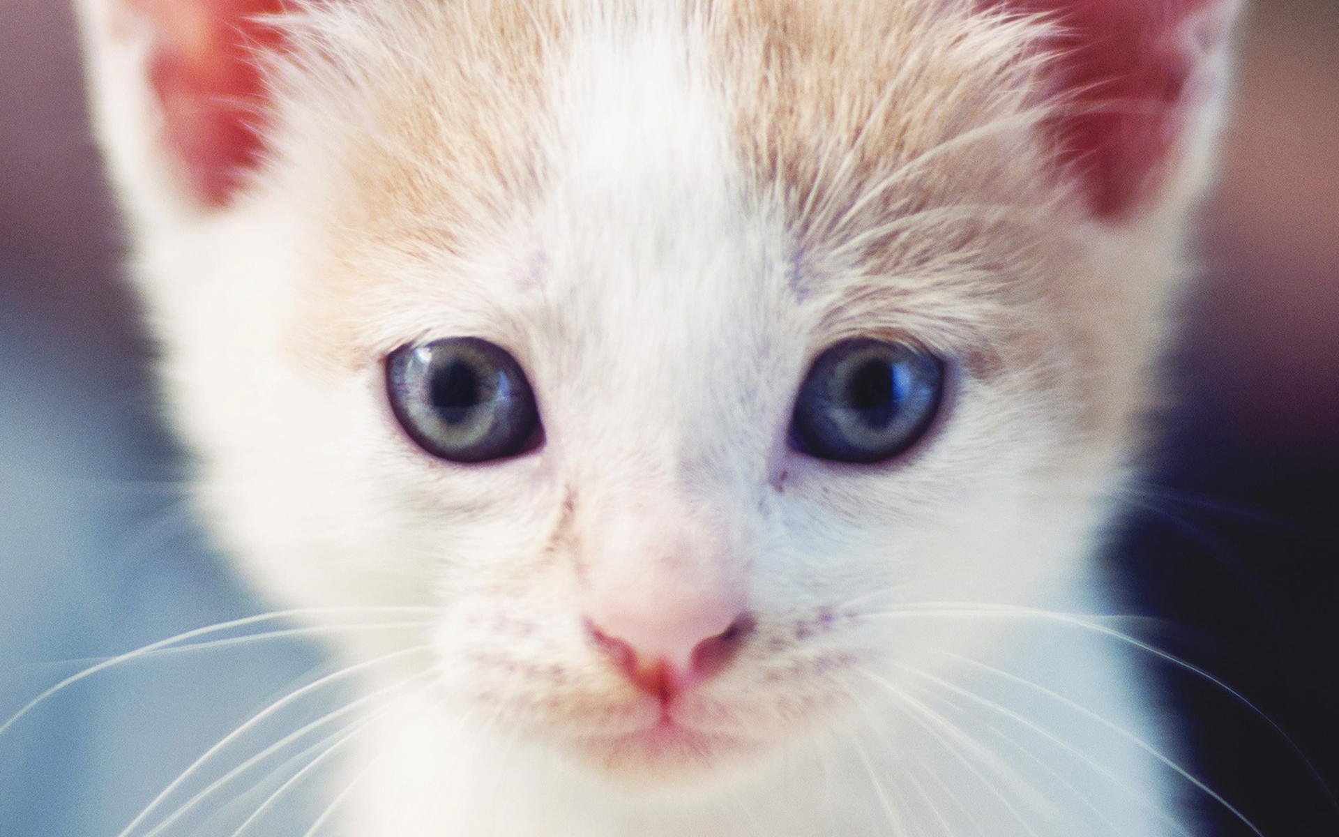 PCデスクトップに動物, ネコ, 猫画像を無料でダウンロード