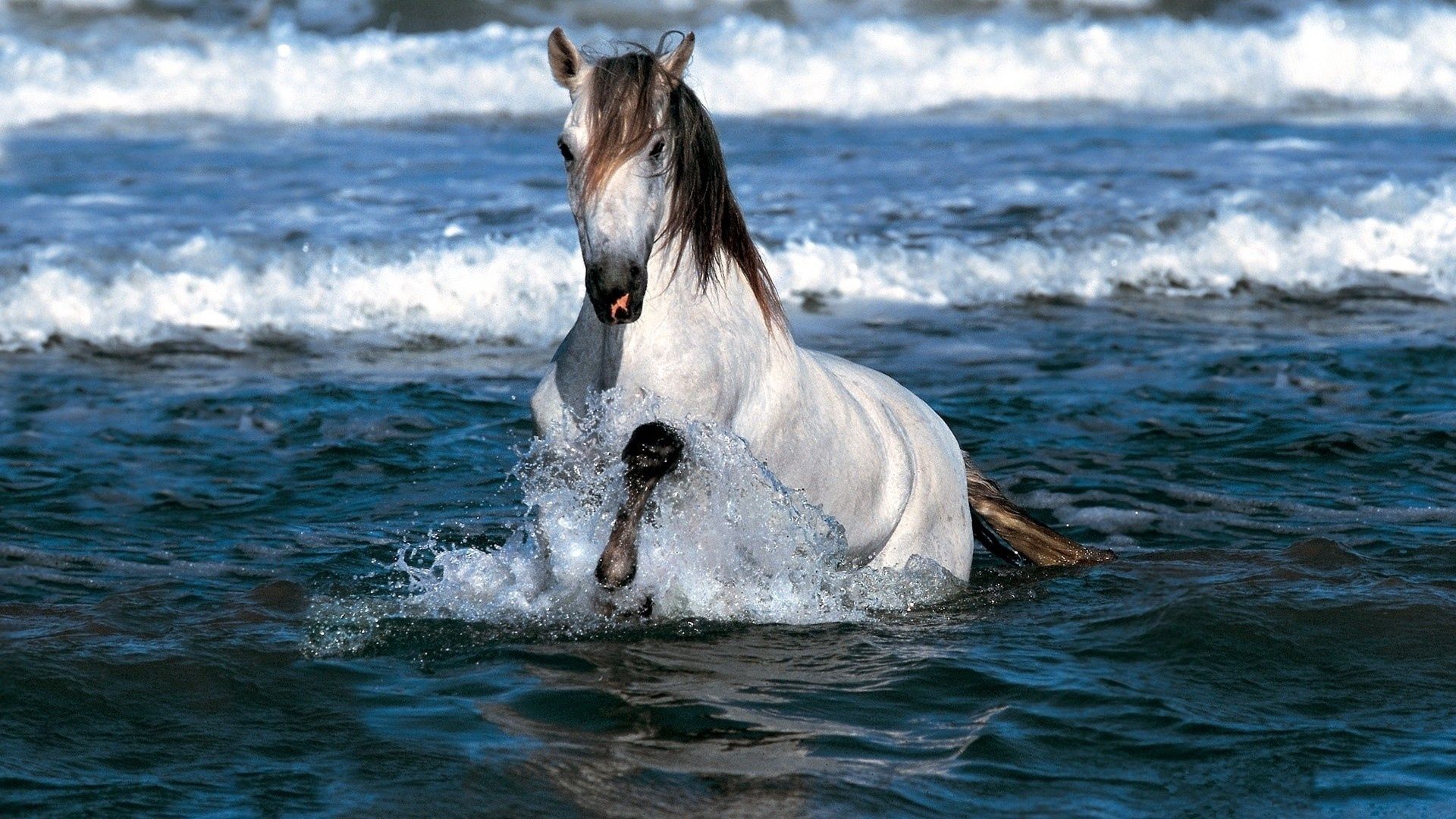 Free download wallpaper Color, Animals, Sea, Spray, Horse on your PC desktop