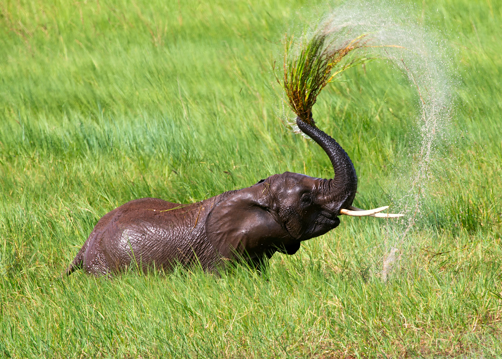 Descarga gratis la imagen Animales, Elefantes, Elefante Africano De Sabana en el escritorio de tu PC