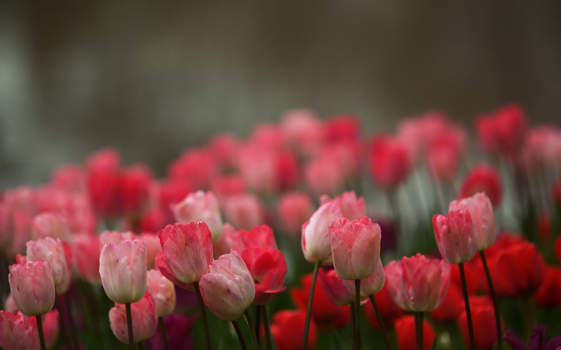 Handy-Wallpaper Blumen, Tulpe, Erde/natur kostenlos herunterladen.