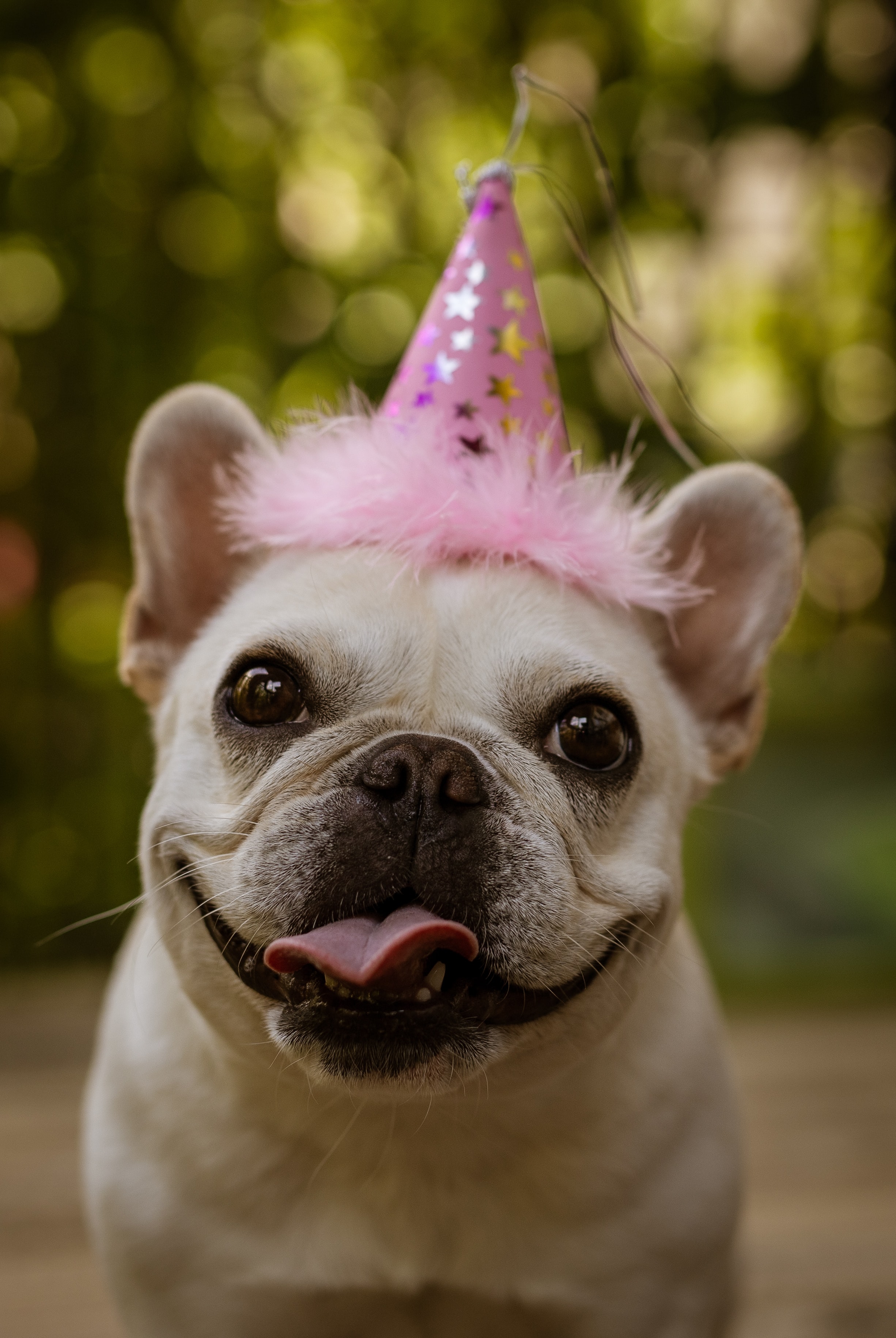 Free download wallpaper Animals, Holiday, Protruding Tongue, Tongue Stuck Out, Pug, Funny on your PC desktop