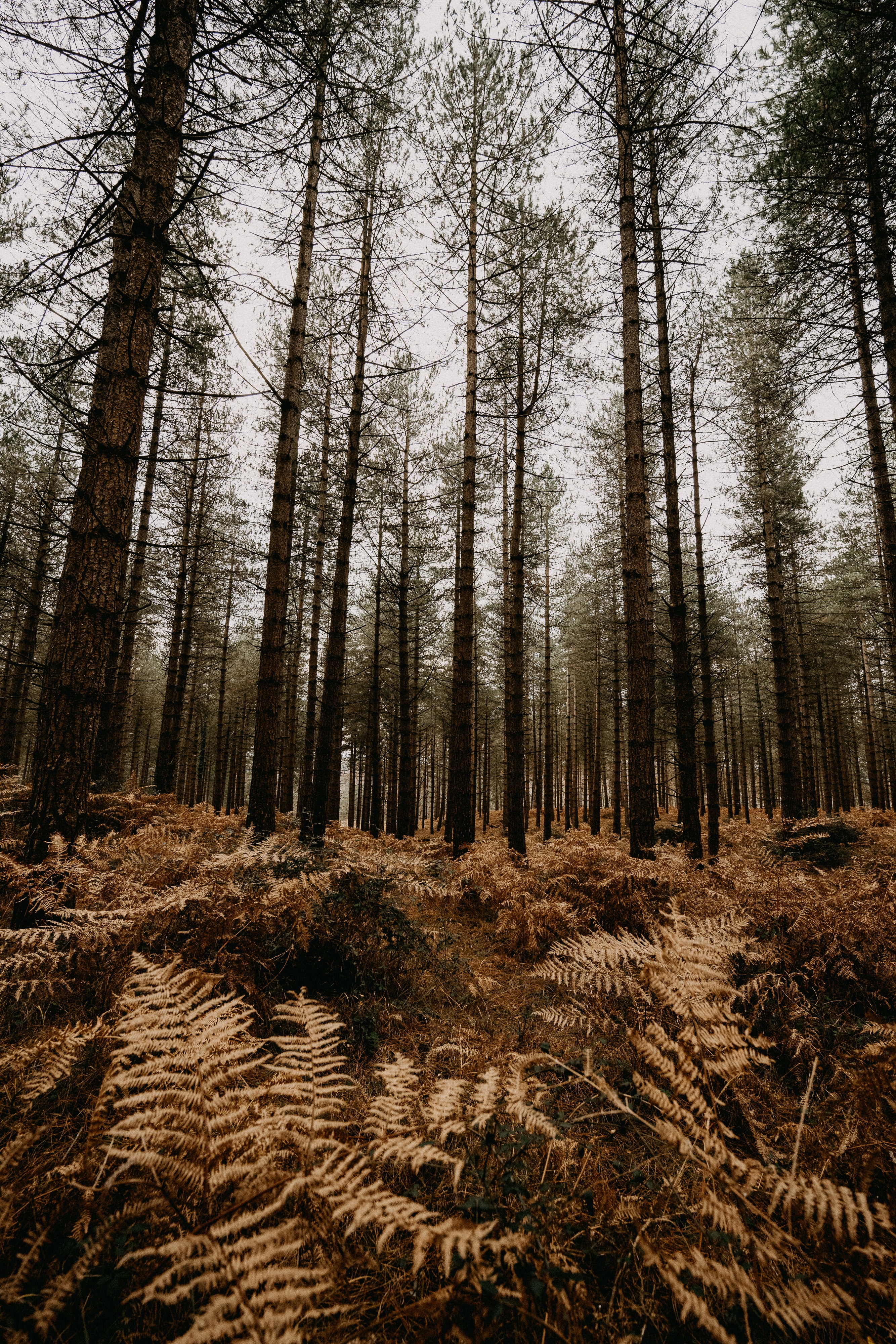 Free download wallpaper Trees, Forest, Nature, Pine, Autumn, Fern on your PC desktop