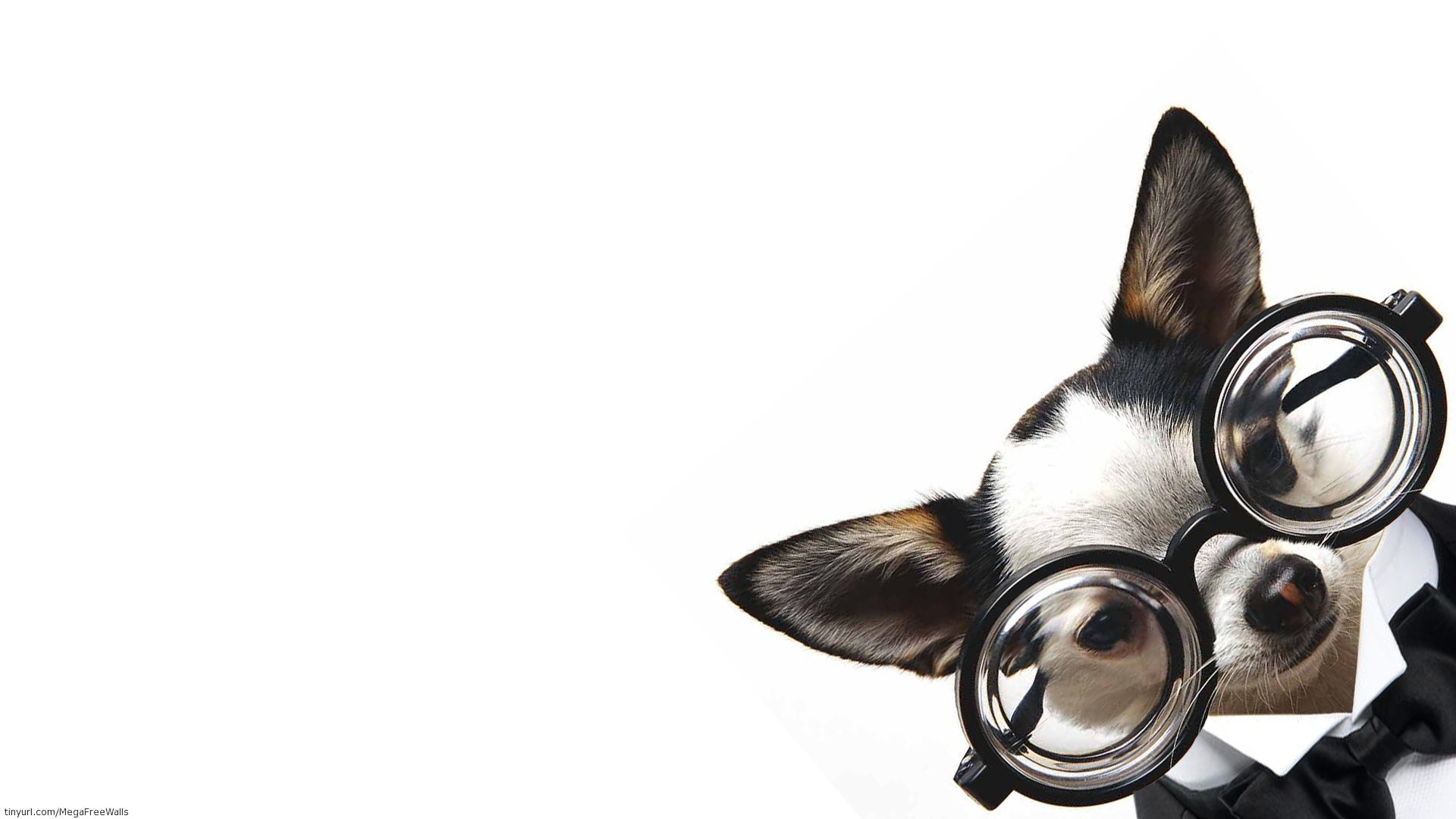 Laden Sie das Tiere, Hund, Süß, Welpen-Bild kostenlos auf Ihren PC-Desktop herunter