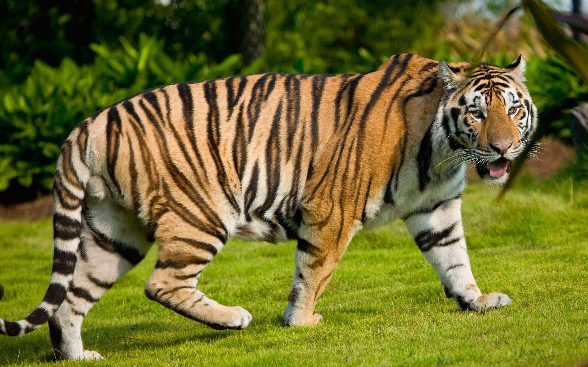 Téléchargez gratuitement l'image Animaux, Tigre sur le bureau de votre PC