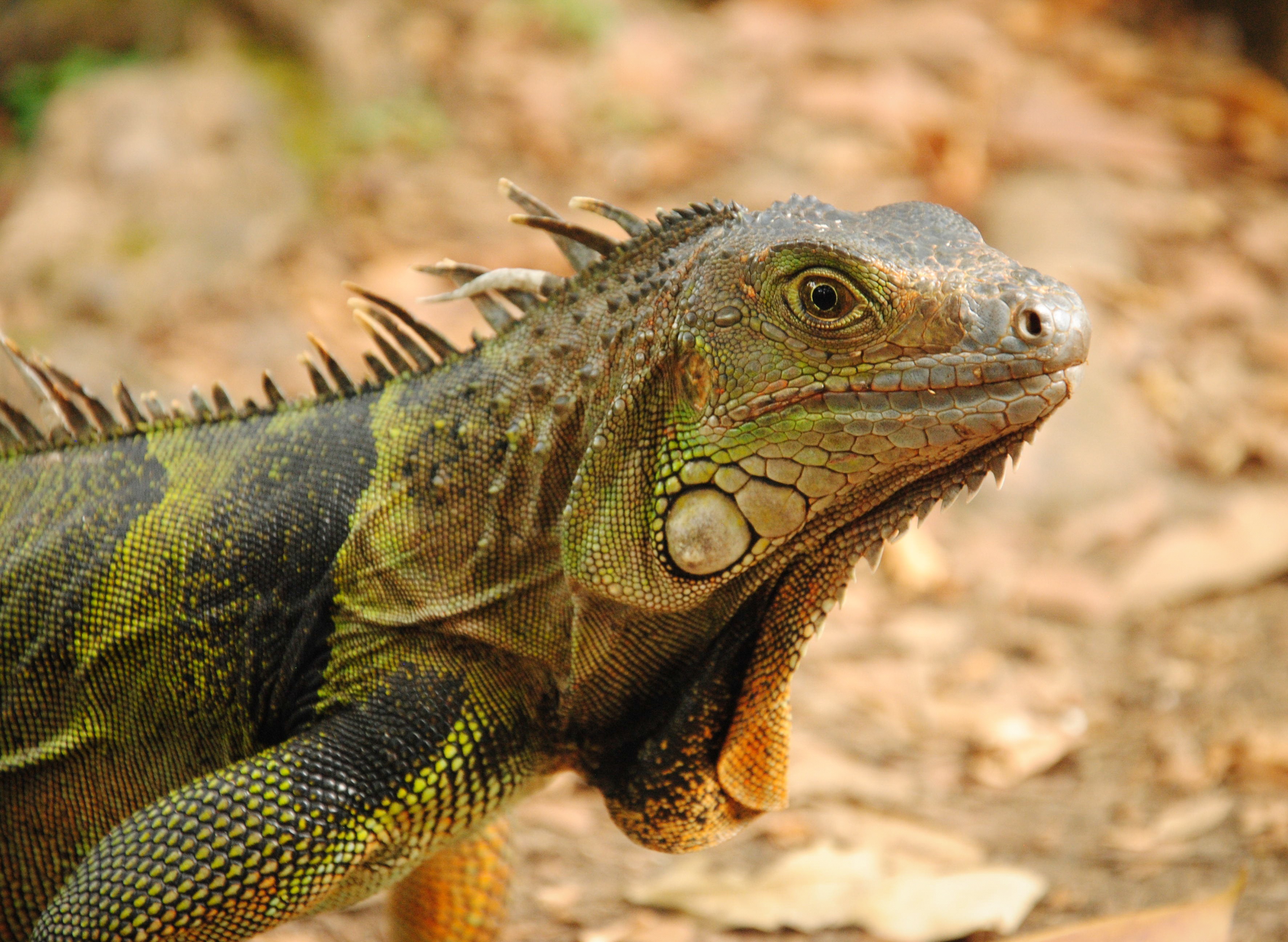 Handy-Wallpaper Reptil, Reptile, Leguan, Iguana, Eidechse, Tiere kostenlos herunterladen.