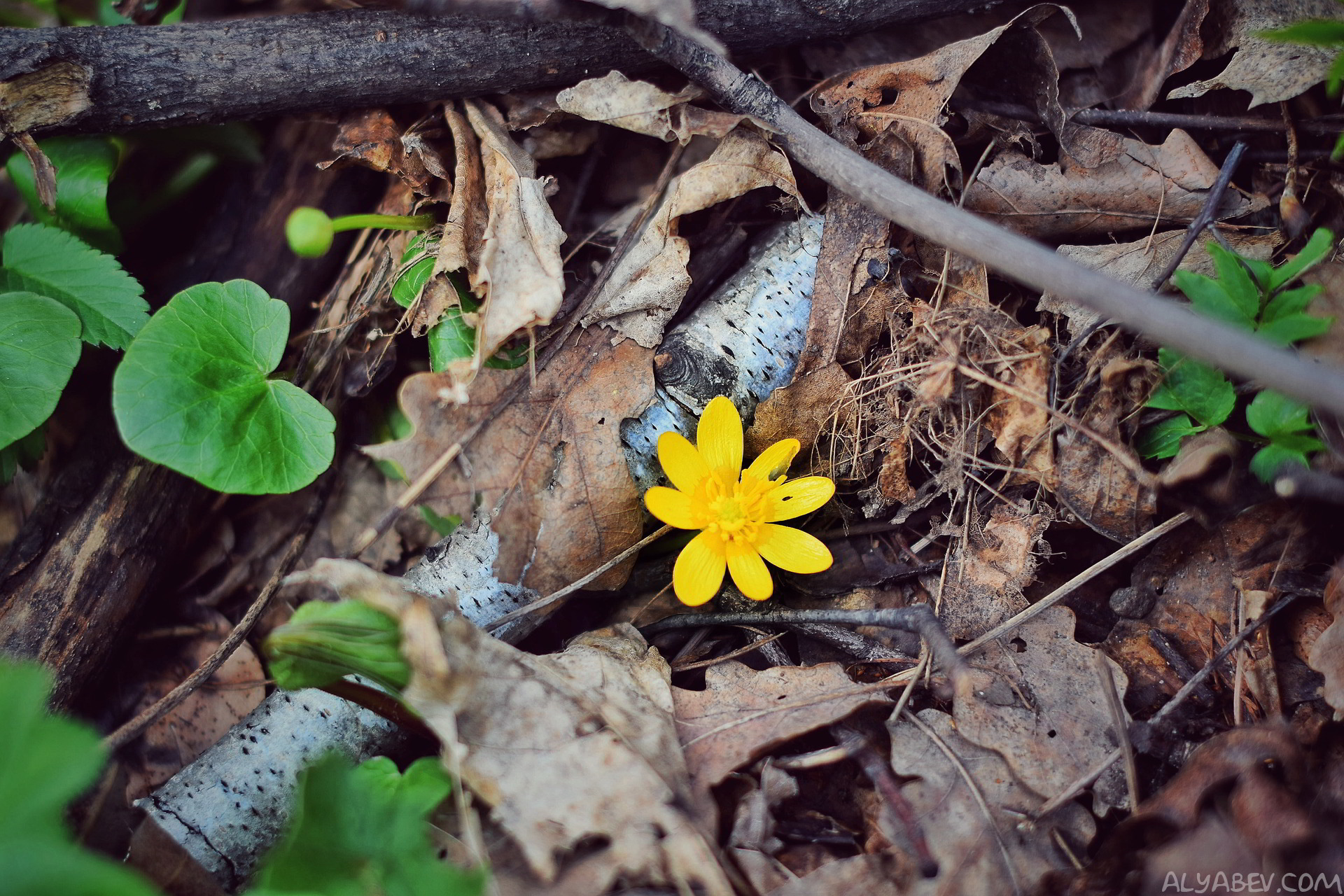 Descarga gratis la imagen Flores, Flor, Tierra/naturaleza en el escritorio de tu PC