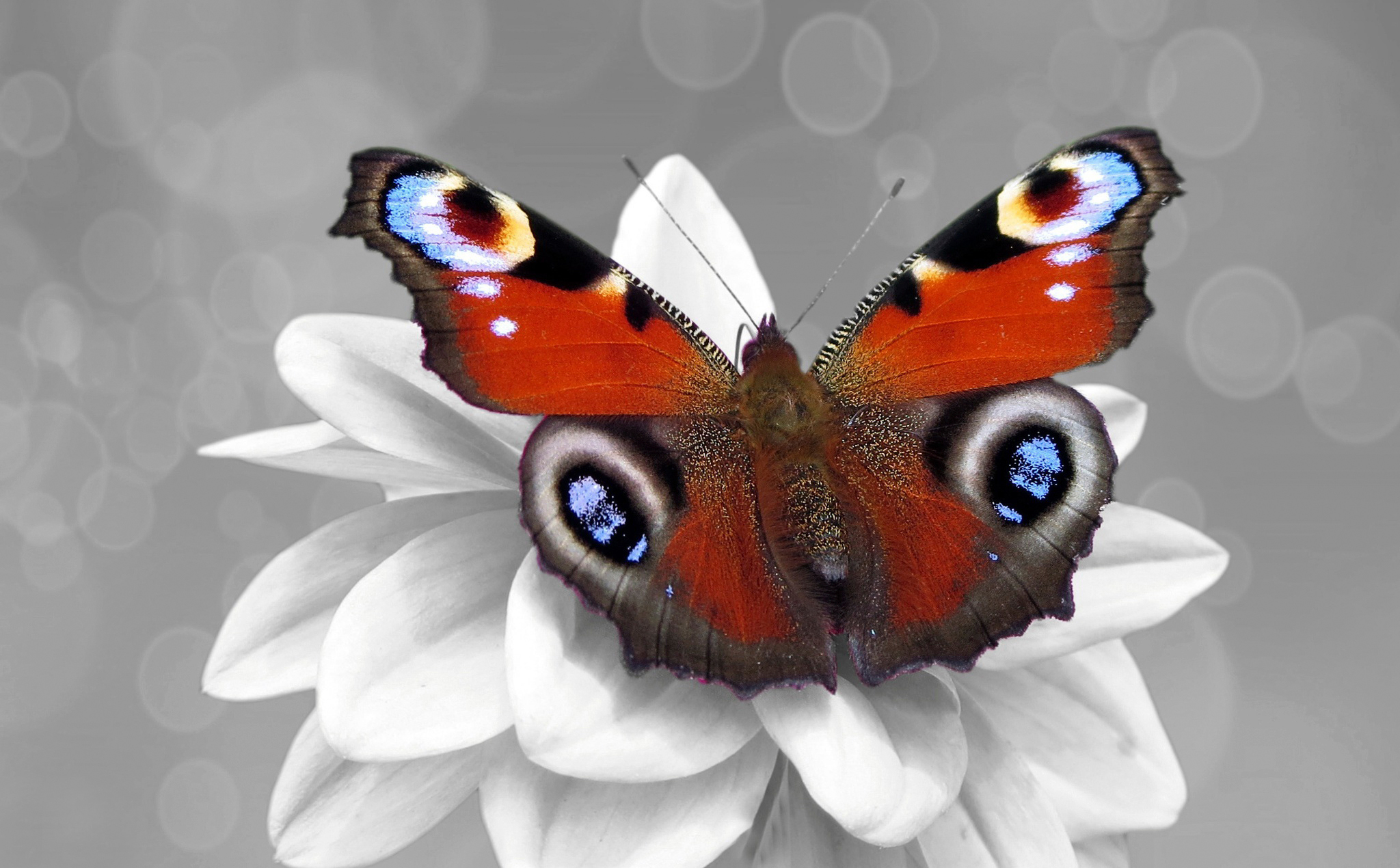Download mobile wallpaper Flower, Insect, Butterfly, Animal for free.