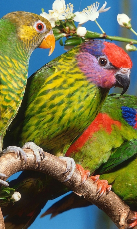 Handy-Wallpaper Tiere, Vögel, Papagei kostenlos herunterladen.