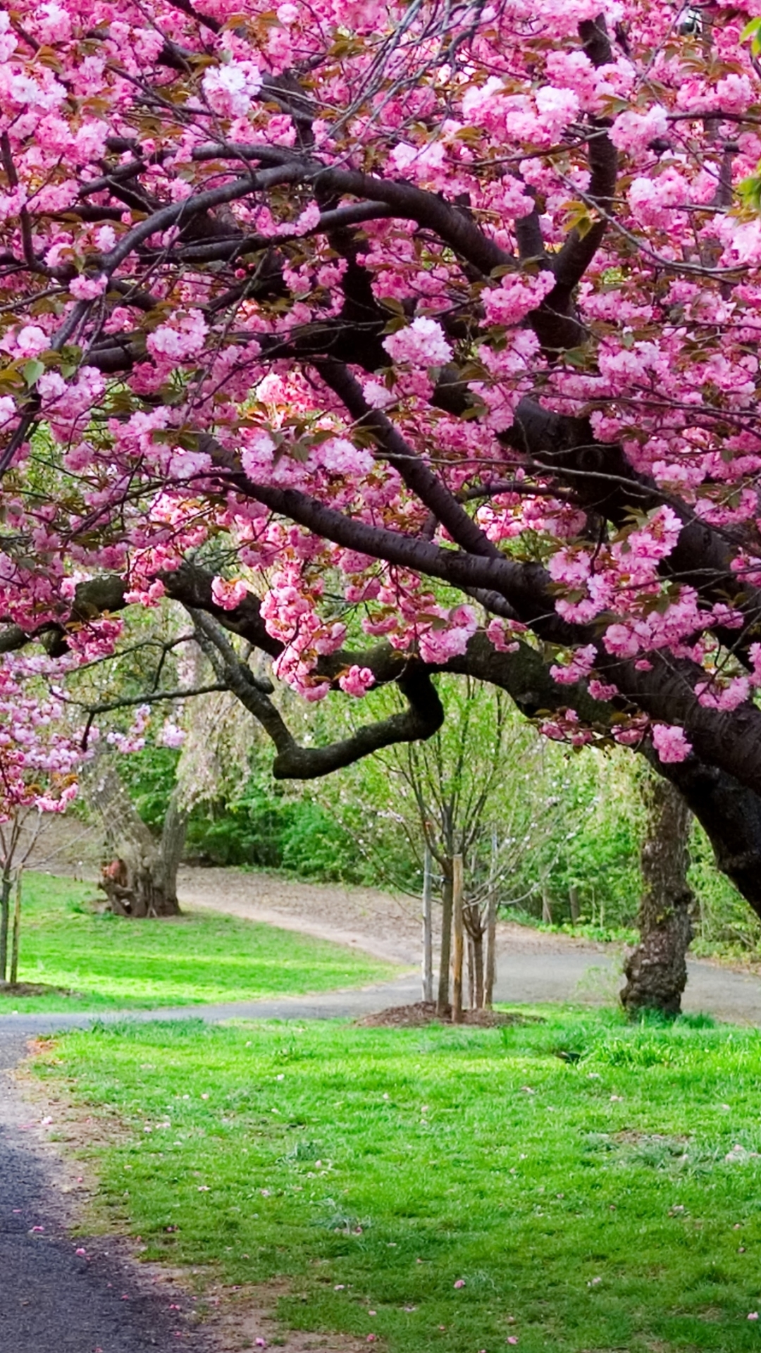 Handy-Wallpaper Sakura, Park, Pfad, Japan, Weg, Frühling, Kirschblüte, Erde/natur, Kirschbaum kostenlos herunterladen.