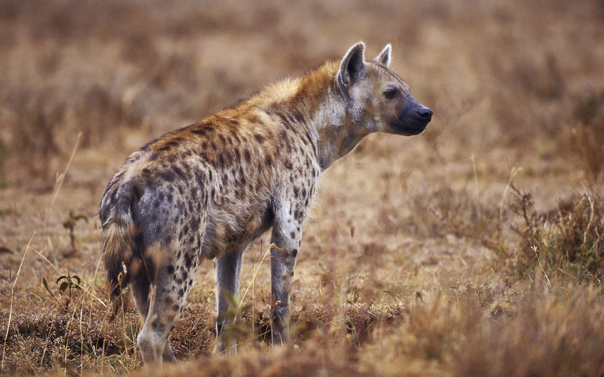 1464581 descargar fondo de pantalla animales, hiena: protectores de pantalla e imágenes gratis