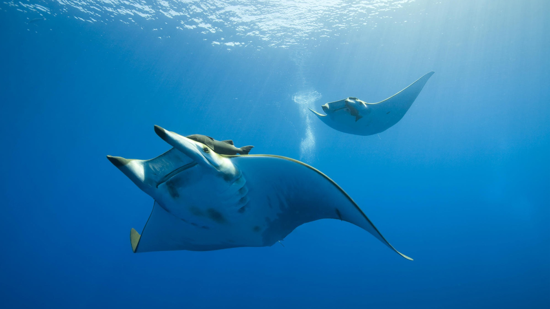 manta ray, animal