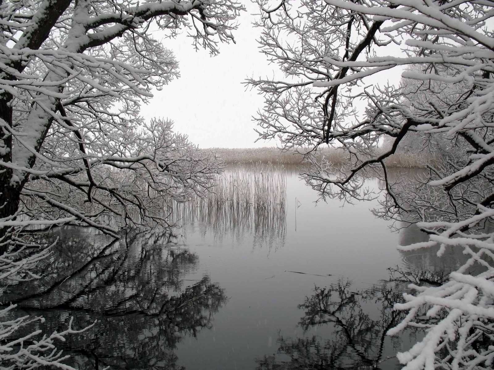 Laden Sie das Wasser, Bäume, Landschaft, Seen, Winter-Bild kostenlos auf Ihren PC-Desktop herunter