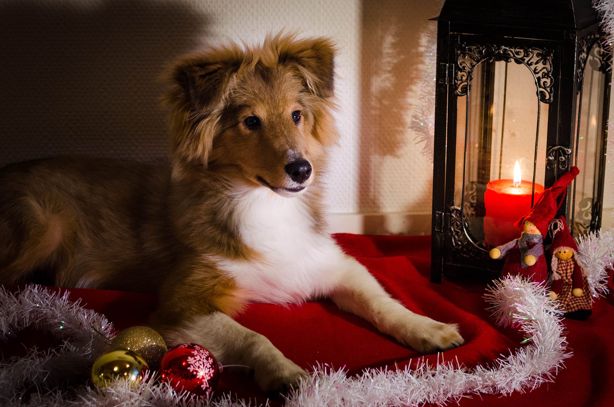 Handy-Wallpaper Tiere, Hunde, Hund, Weihnachtsschmuck, Shetland Schäferhund kostenlos herunterladen.