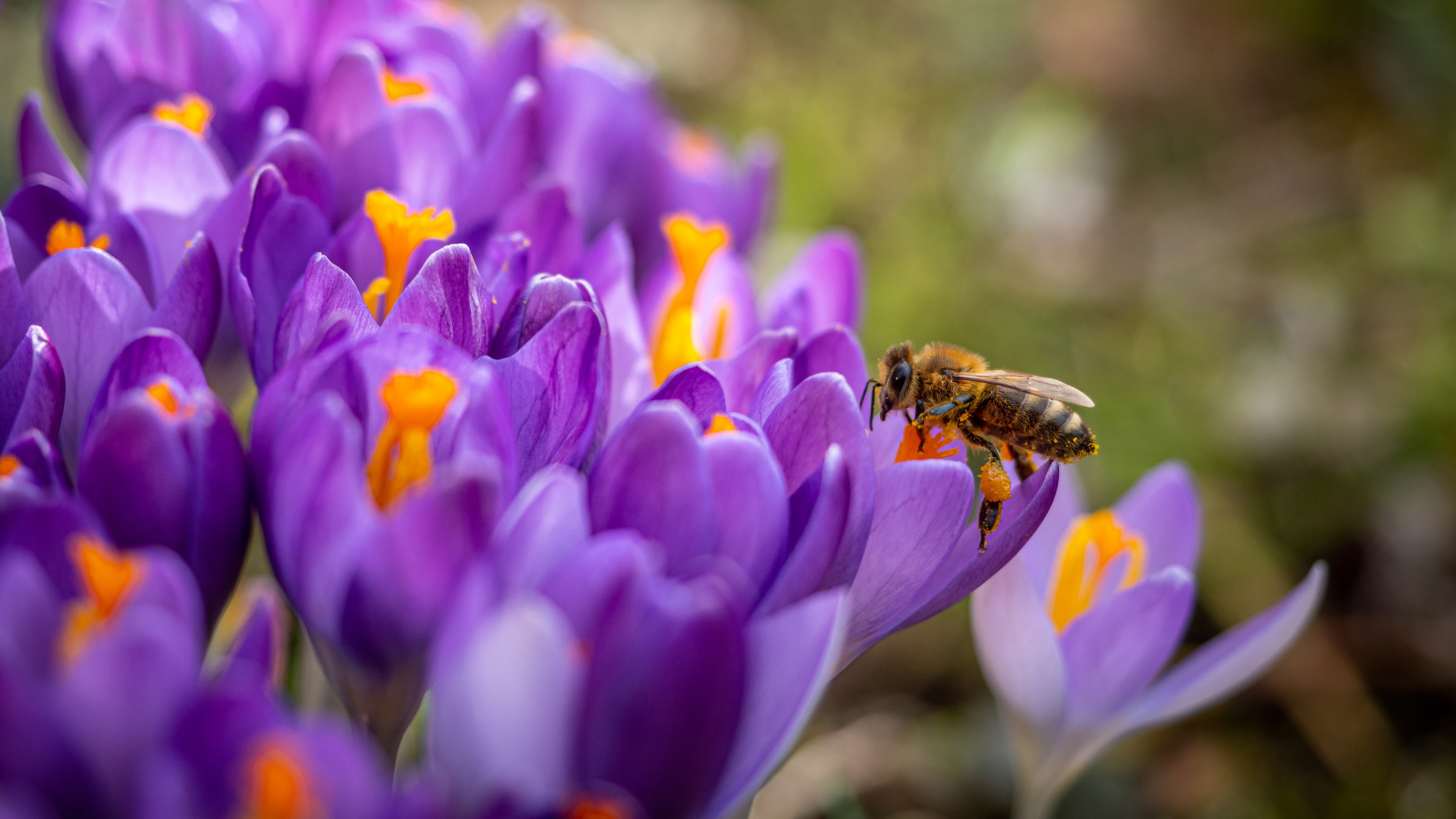 PCデスクトップに動物, 昆虫, 花, 大きい, 蜂, クロッカス, 虫, 紫色の花画像を無料でダウンロード