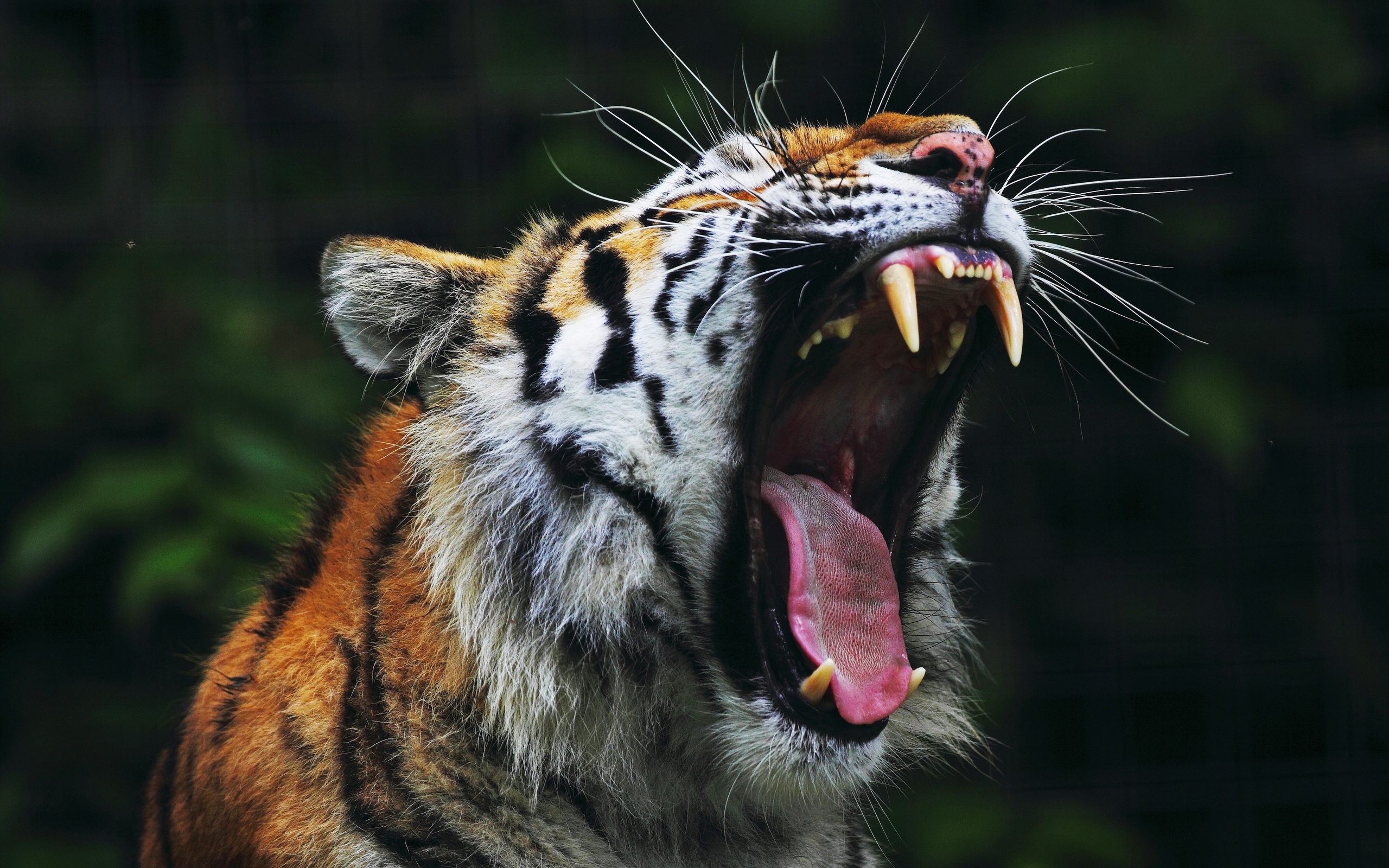 Download mobile wallpaper Tiger, Animal for free.