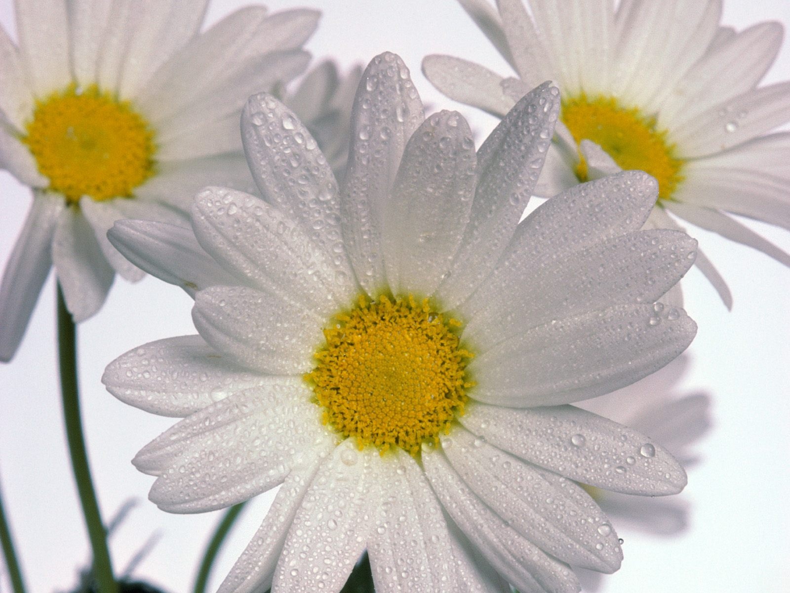 Download mobile wallpaper Flowers, Flower, Earth, Daisy, White Flower, Water Drop for free.