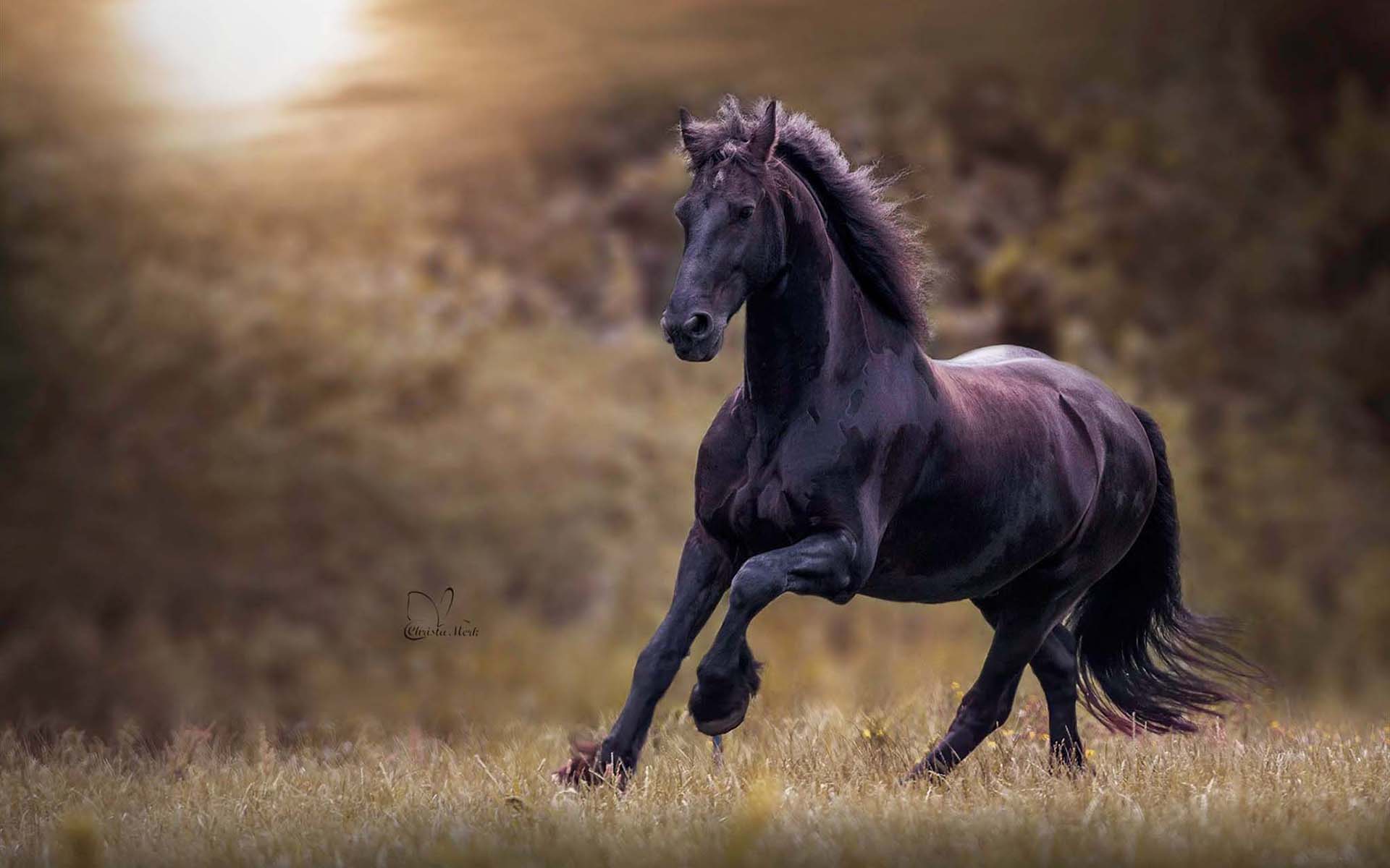 Free download wallpaper Animal, Horse, Running on your PC desktop