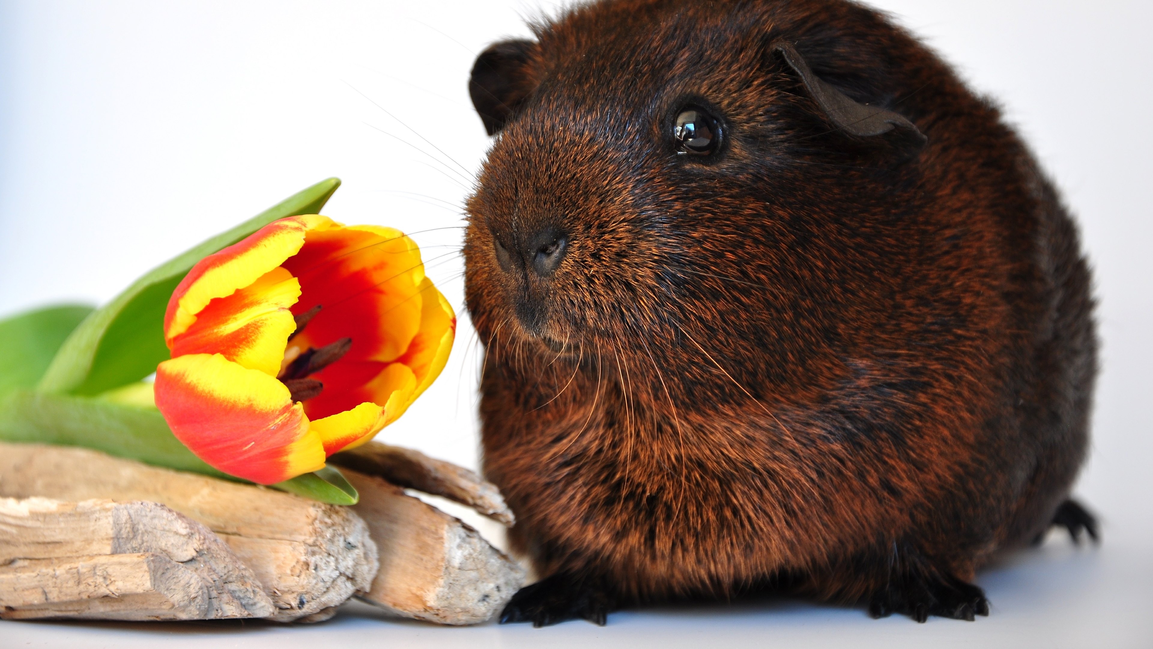 Download mobile wallpaper Flower, Animal, Tulip, Guinea Pig for free.
