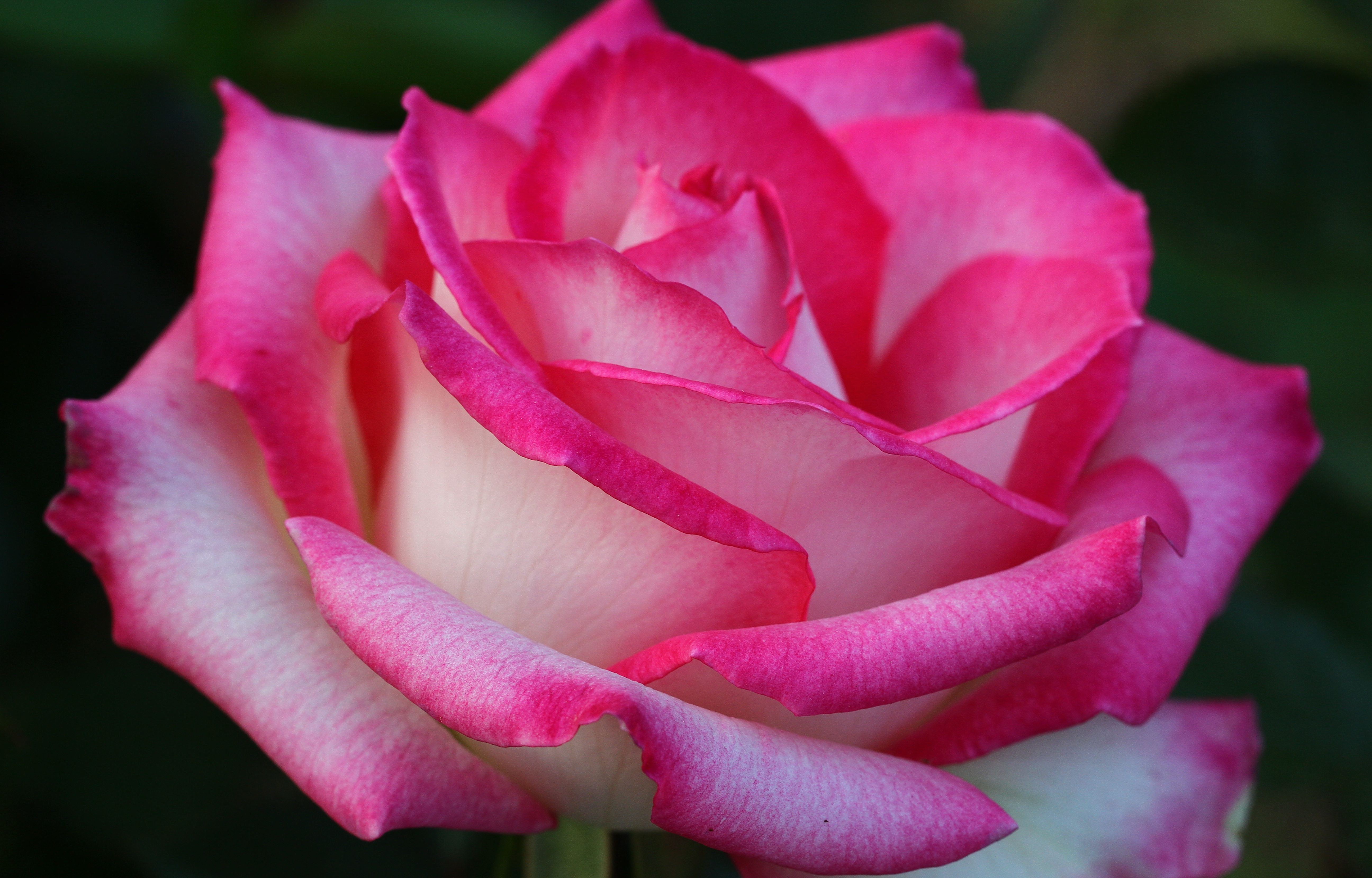 Téléchargez gratuitement l'image Fleurs, Rose, Terre/nature sur le bureau de votre PC