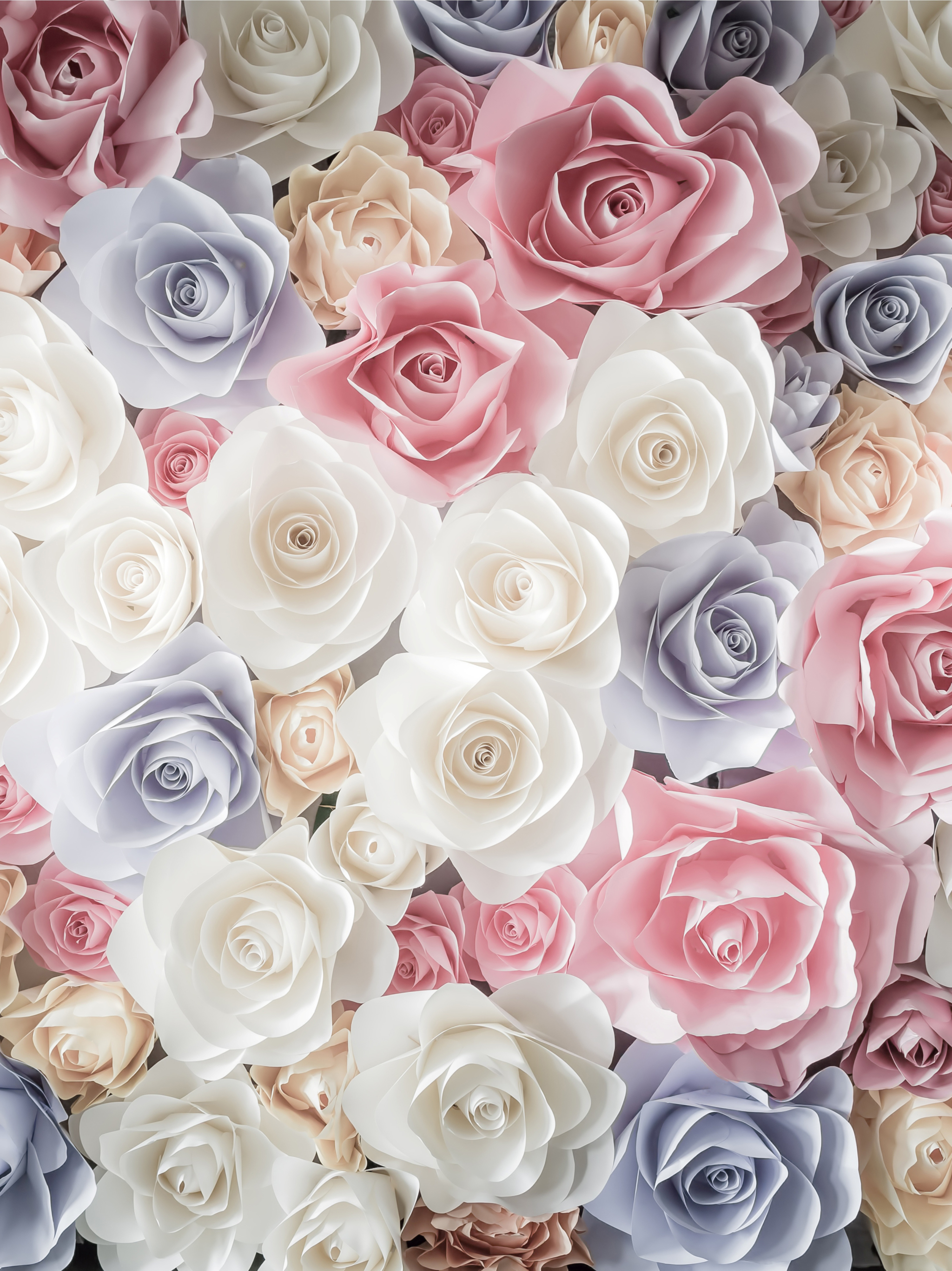 Скачать обои бесплатно Цветок, Роза, Белый Цветок, Земля/природа, Розовый Цветок, Синий Цветок, Флауэрсы картинка на рабочий стол ПК