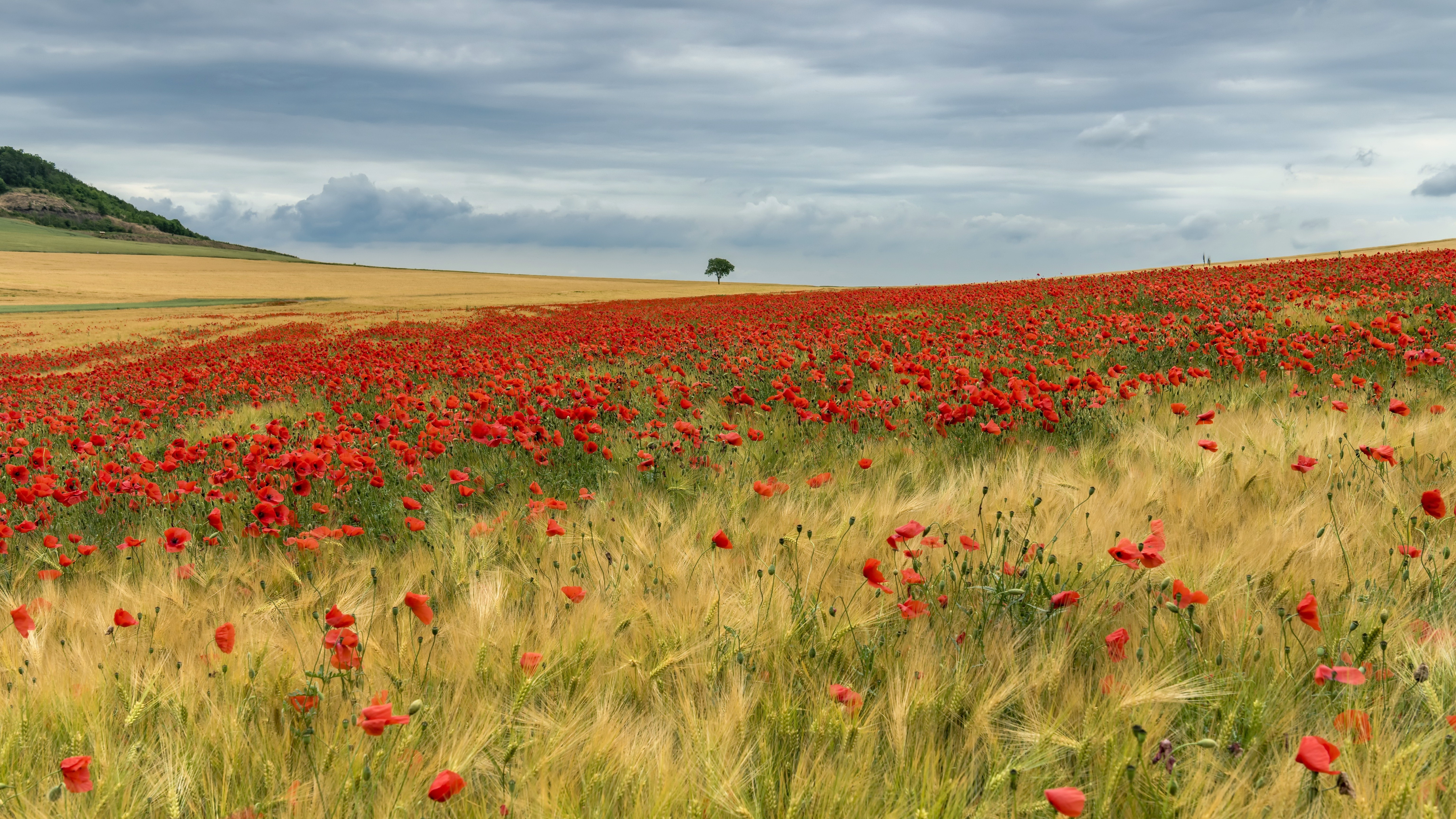 Laden Sie das Mohn, Sommer, Blume, Feld, Rote Blume, Erde/natur-Bild kostenlos auf Ihren PC-Desktop herunter