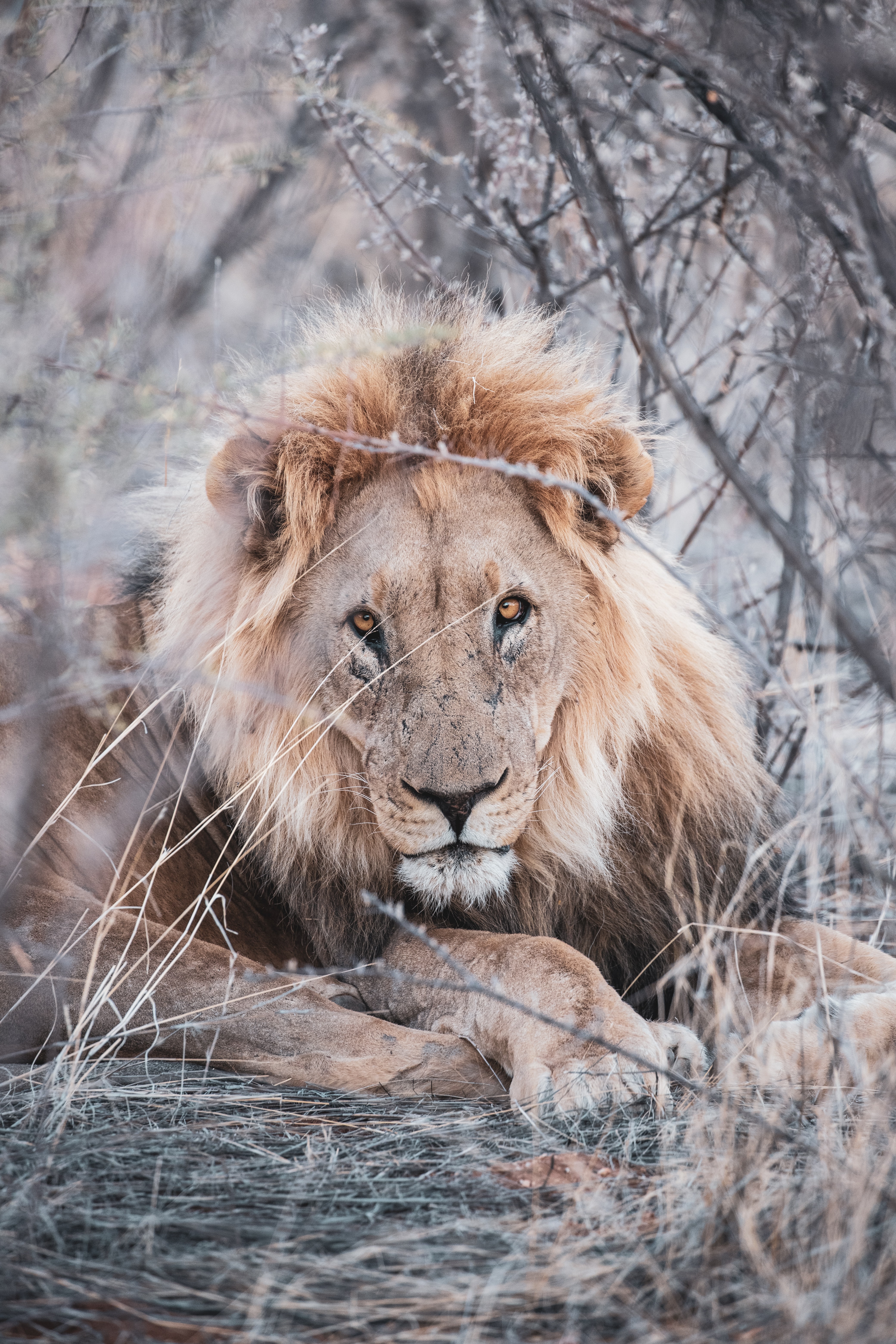 Free download wallpaper Branches, Animal, Animals, Wildlife, Predator, Lion on your PC desktop