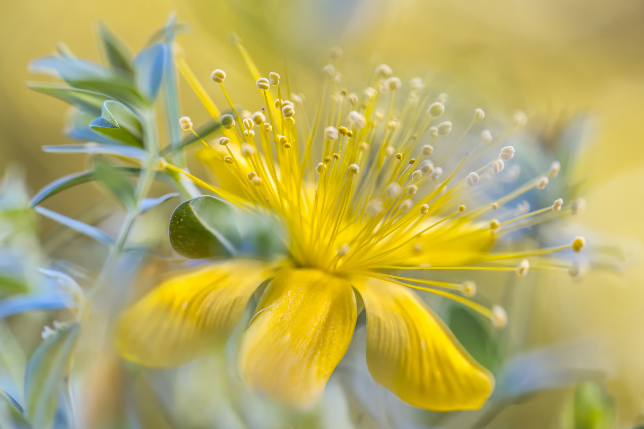 Free download wallpaper Nature, Flowers, Flower, Macro, Earth, Yellow Flower on your PC desktop