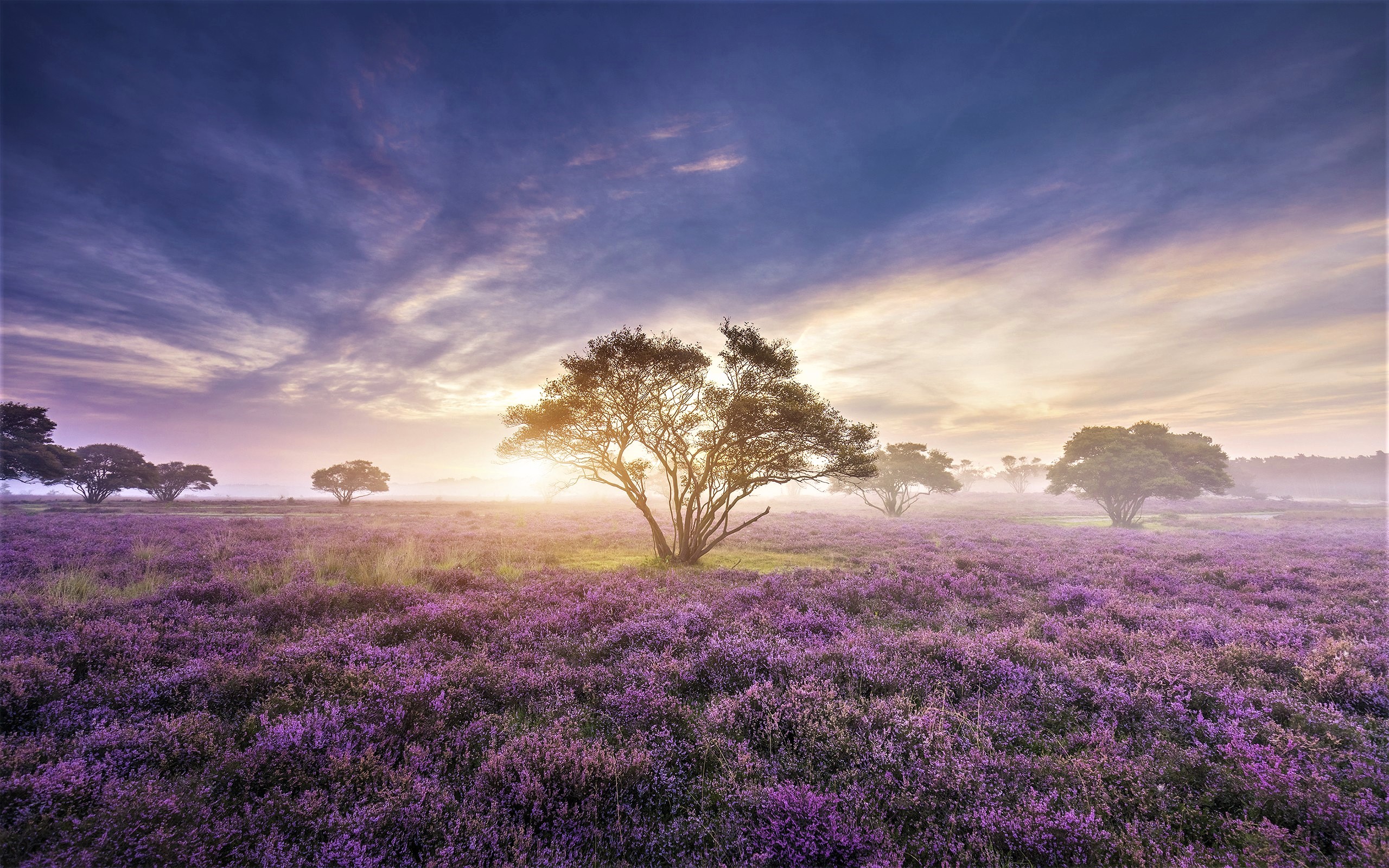 Download mobile wallpaper Flower, Tree, Fog, Earth, Field, Purple Flower for free.