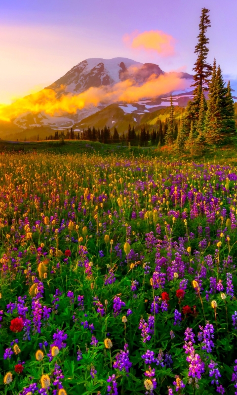 無料モバイル壁紙風景, 日没, 山, 花, 地球, 春, 牧草地, 分野, ワイルドフラワーをダウンロードします。
