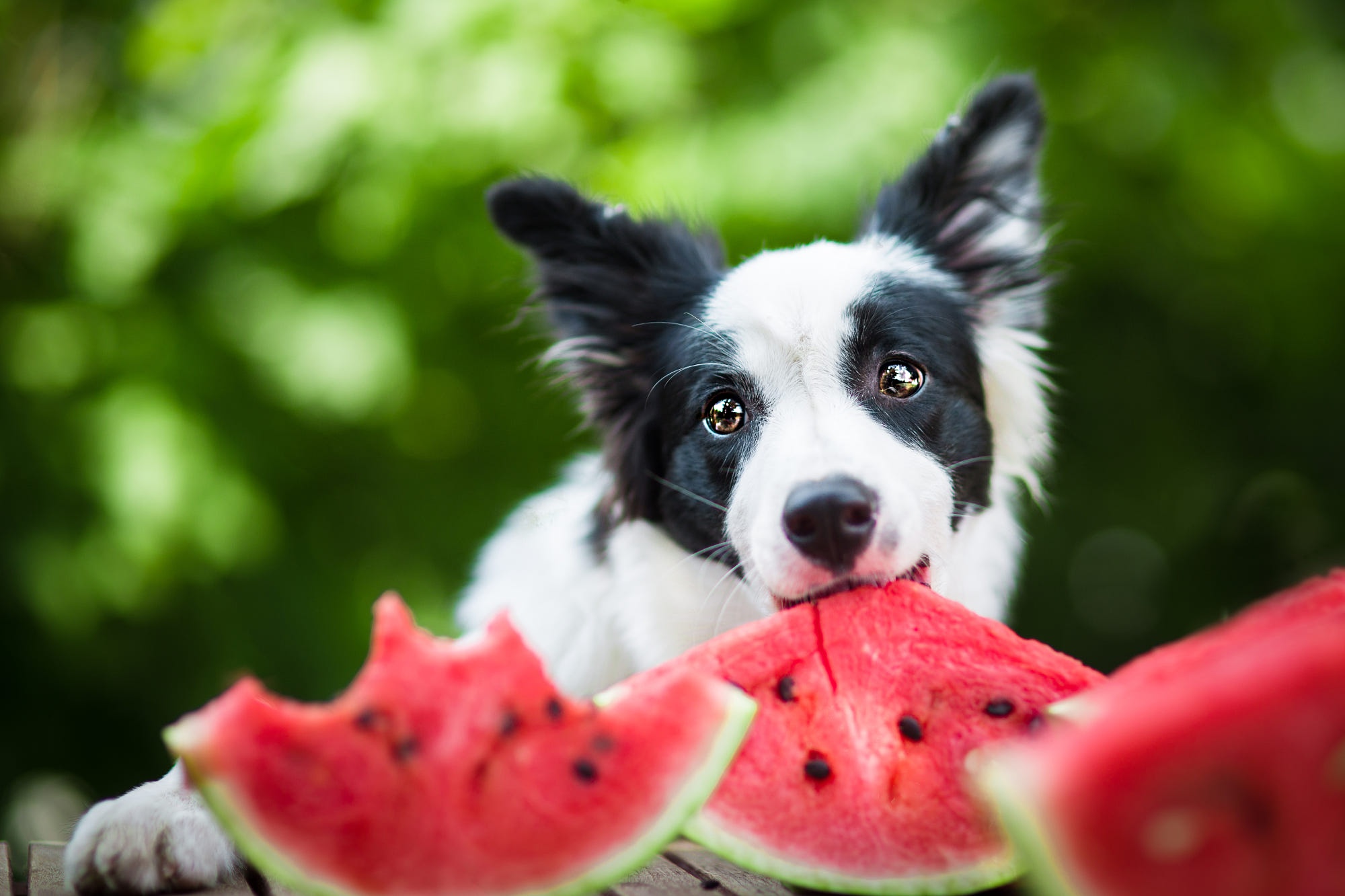Handy-Wallpaper Tiere, Hunde, Hund, Wassermelone, Border Collie kostenlos herunterladen.