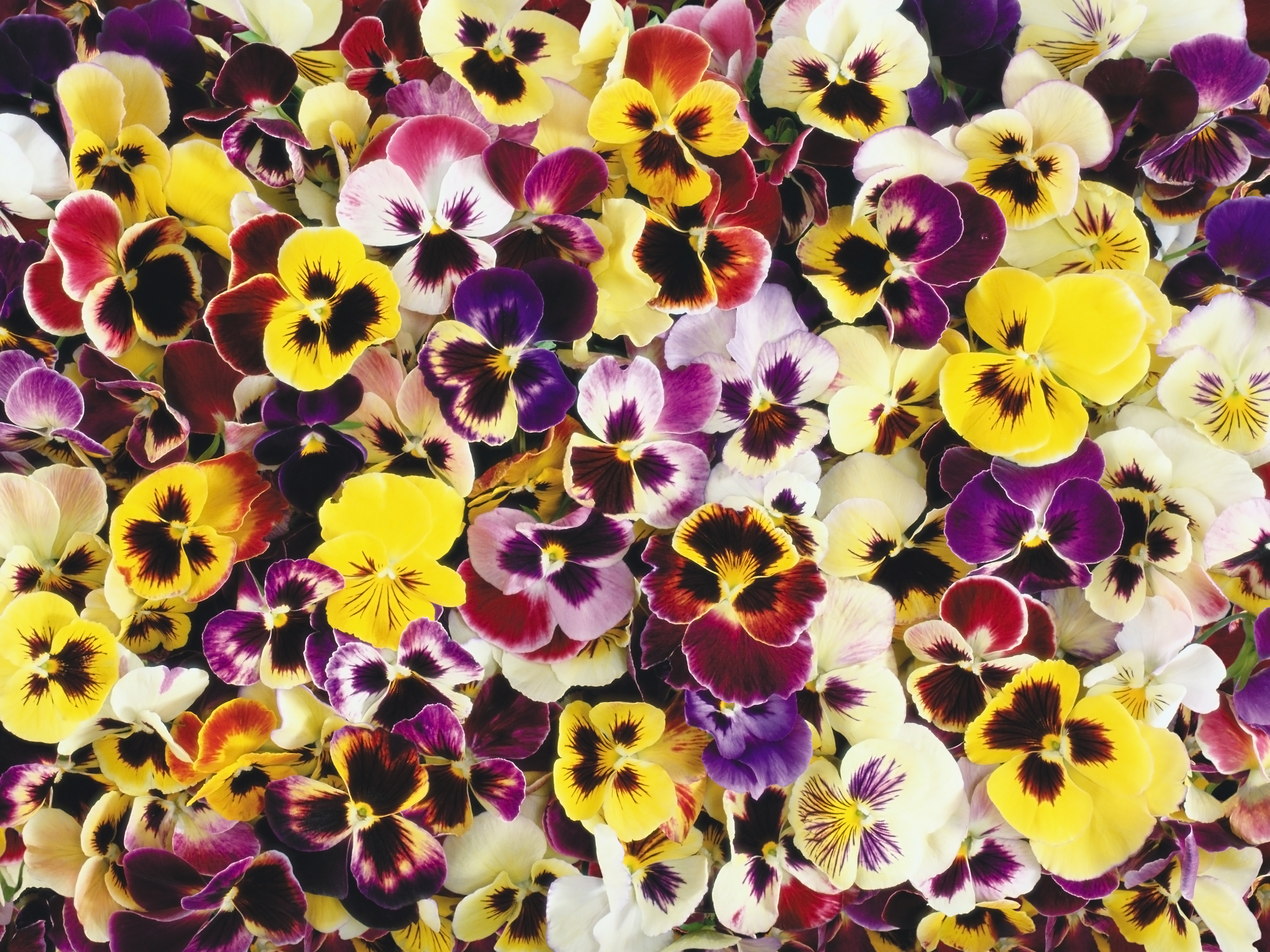 Descarga gratis la imagen Flores, Flor, Colores, Vistoso, Tierra/naturaleza, Viola × Wittrockiana en el escritorio de tu PC