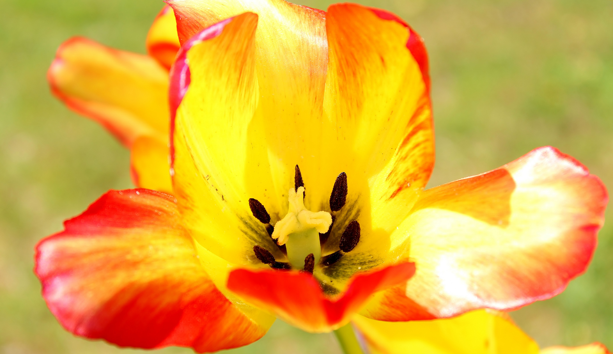 Free download wallpaper Nature, Flowers, Flower, Close Up, Earth, Tulip on your PC desktop