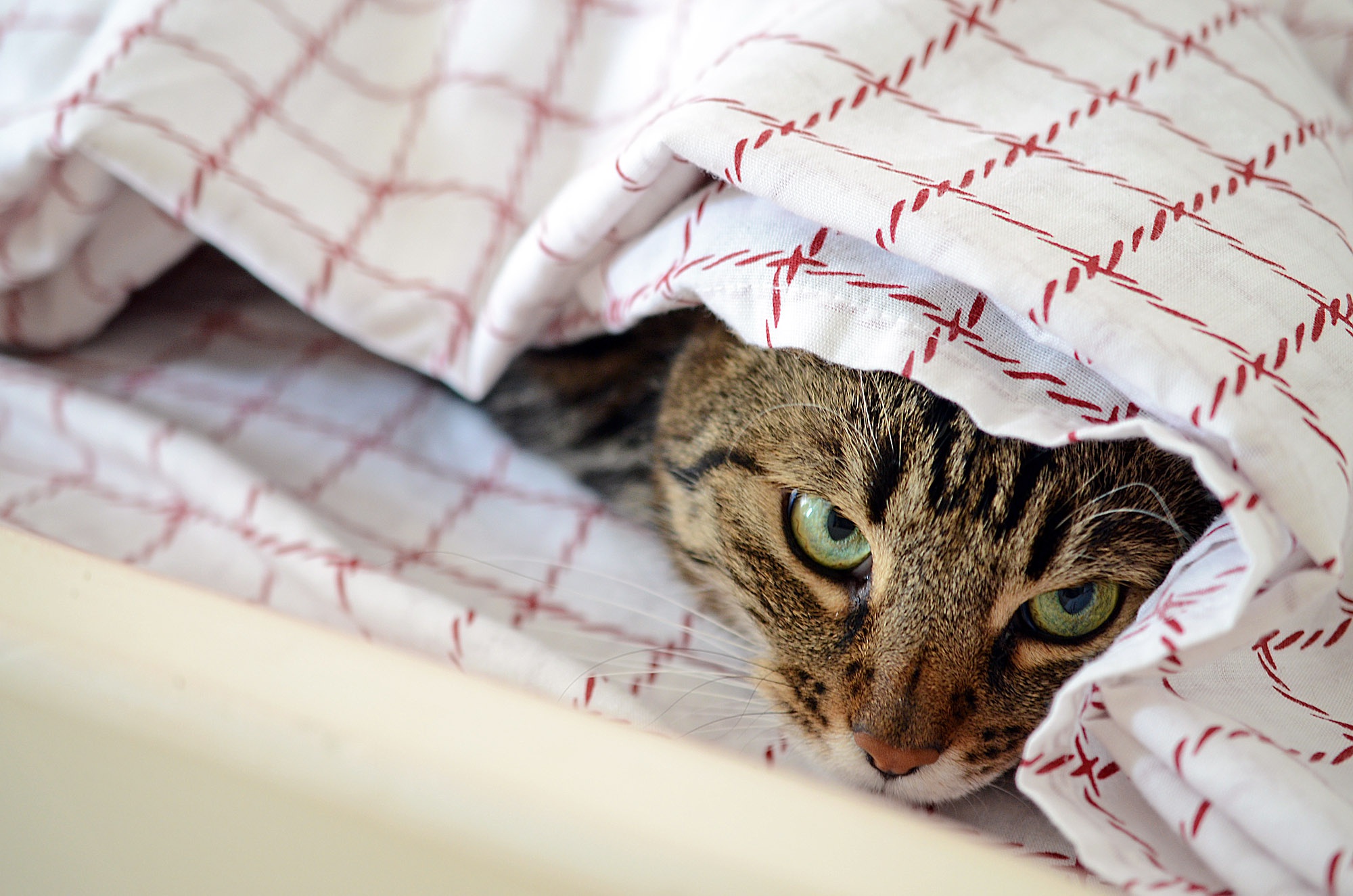 Handy-Wallpaper Tiere, Katzen, Katze kostenlos herunterladen.