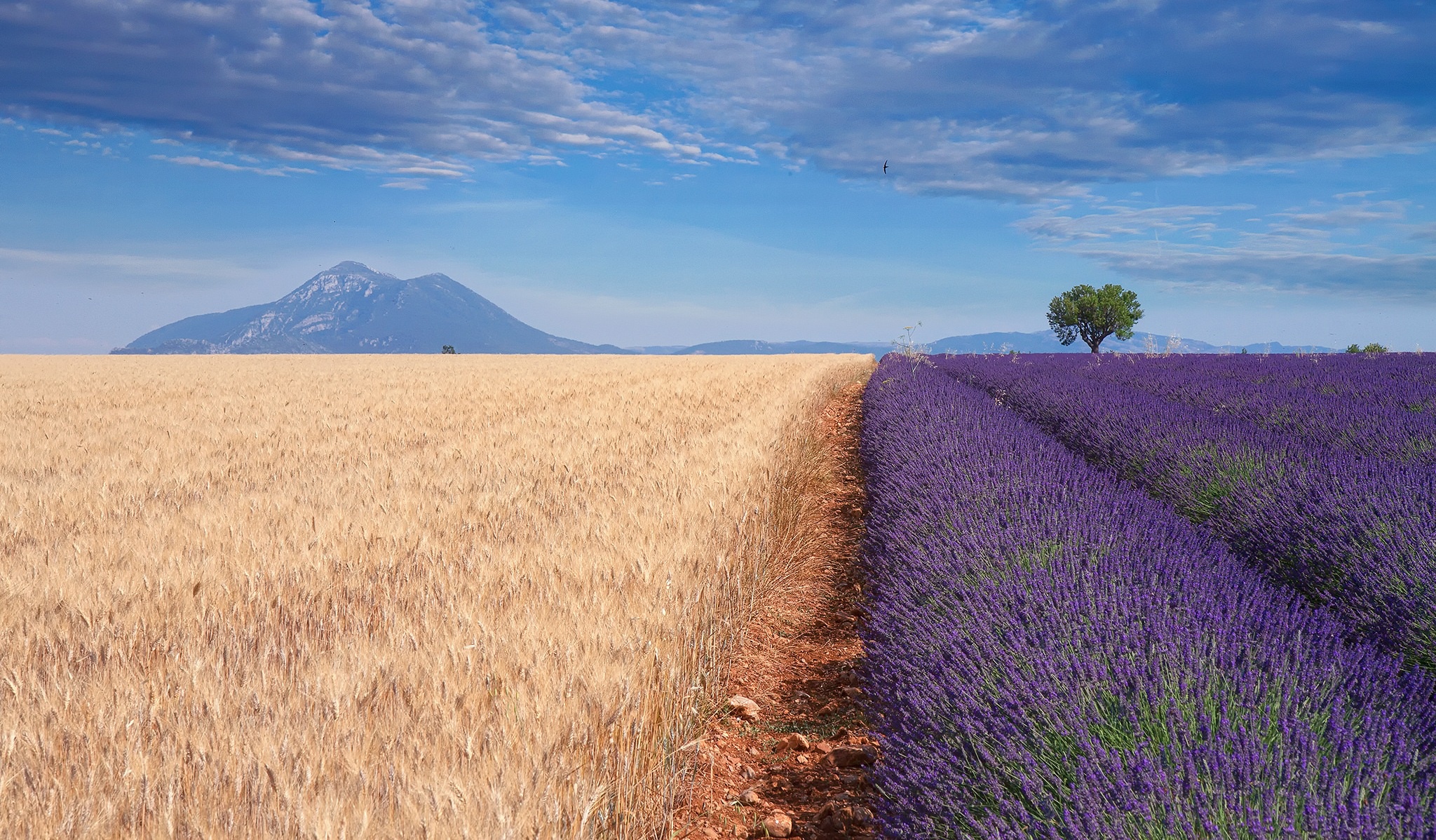 Download mobile wallpaper Nature, Sky, Summer, Earth, Field, Lavender, Purple Flower for free.