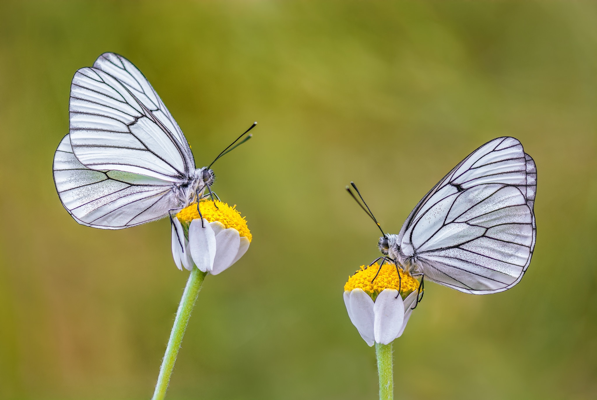 Descarga gratis la imagen Animales, Insecto, Mariposa, Macrofotografía en el escritorio de tu PC