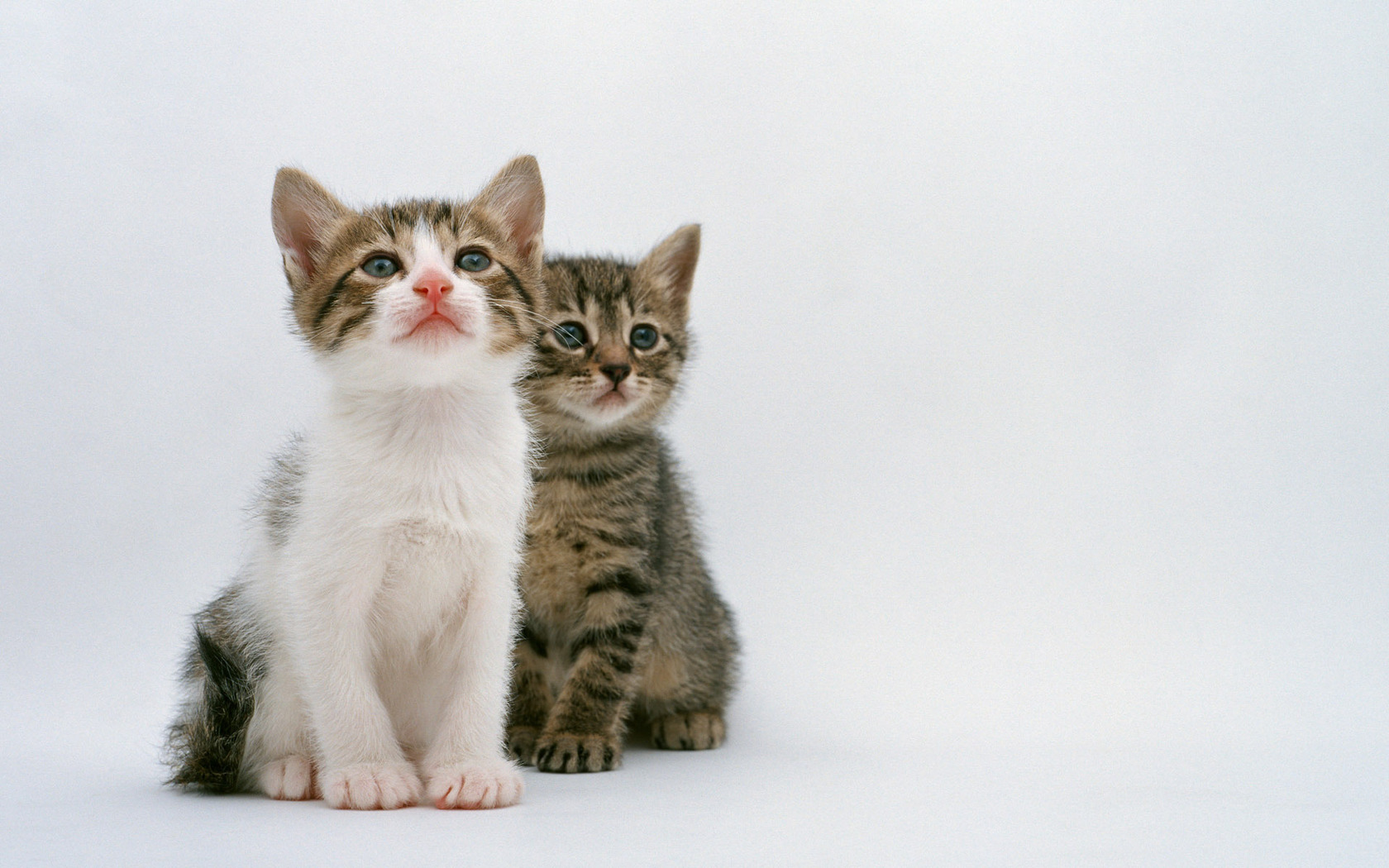 無料モバイル壁紙ネコ, 猫, 動物をダウンロードします。