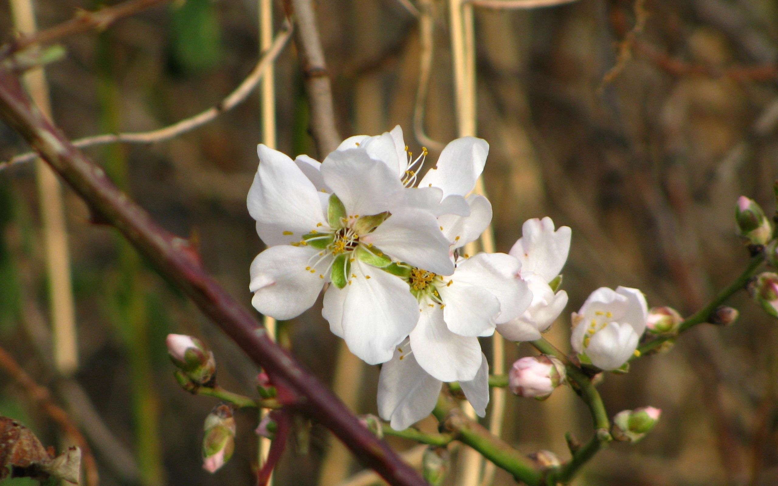 無料モバイル壁紙葉, 大きい, マクロ, ブランチ, 枝, フラワーズ, 咲く, 開花, 春をダウンロードします。
