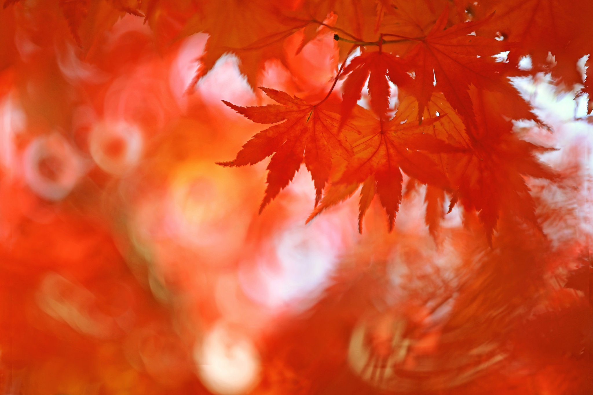 無料モバイル壁紙自然, 秋, 葉, 地球, 被写界深度をダウンロードします。