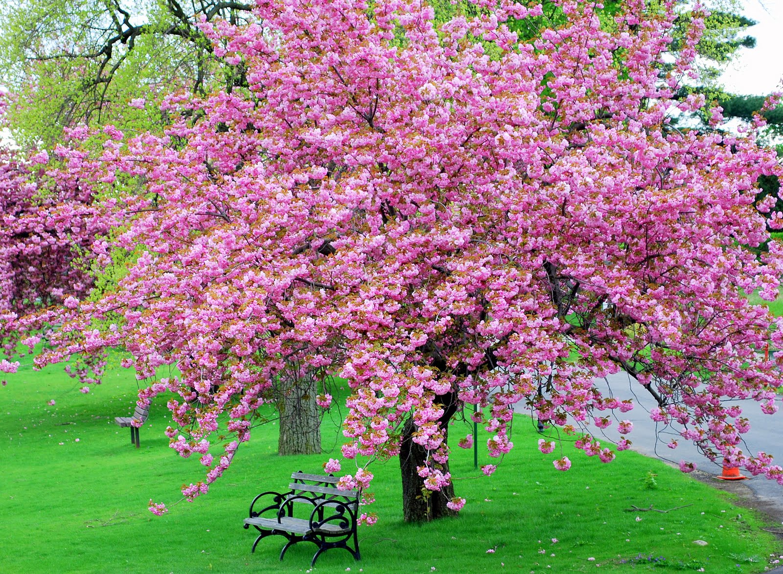 Laden Sie das Bank, Park, Baum, Frühling, Blüte, Fotografie, Pinke Blume-Bild kostenlos auf Ihren PC-Desktop herunter