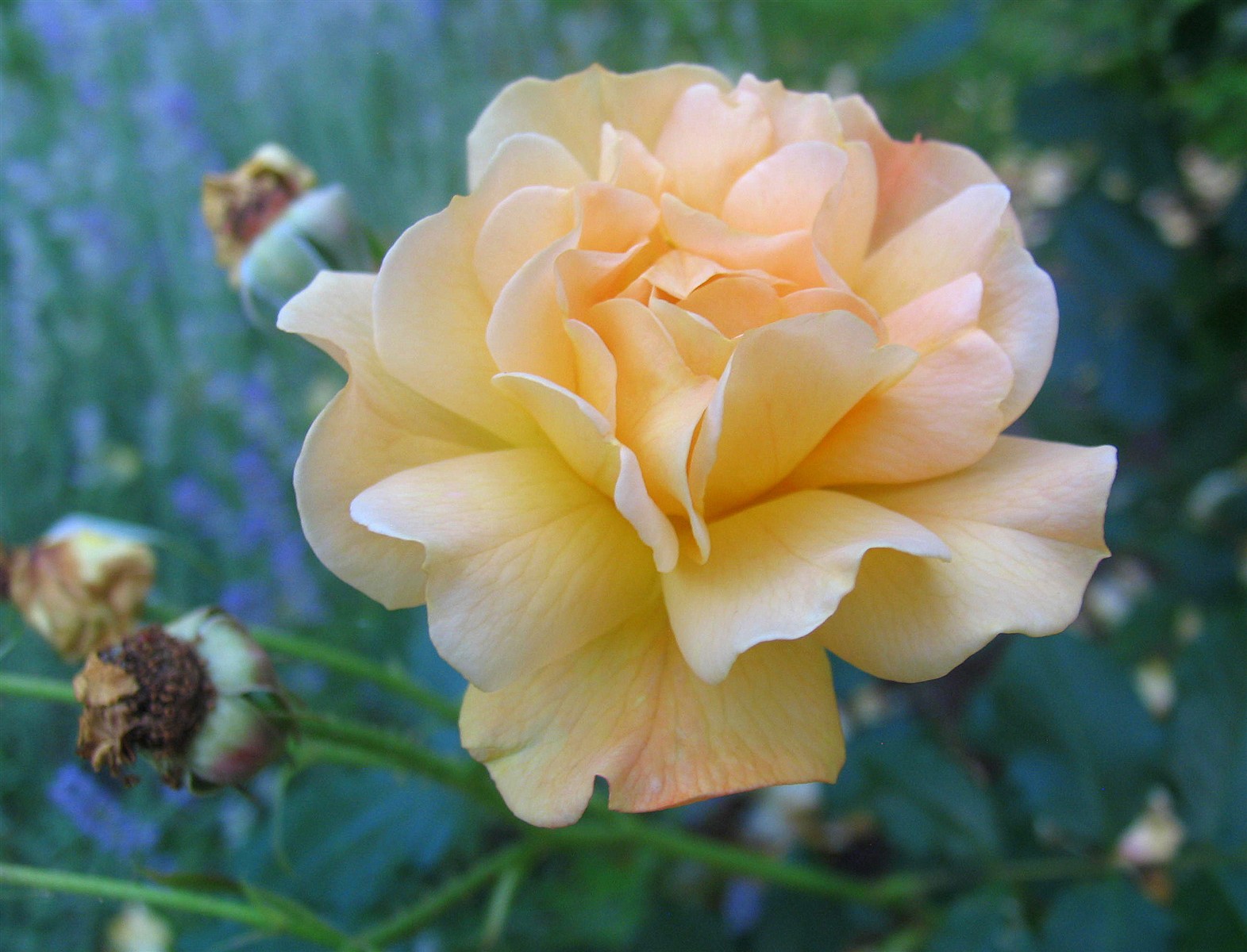 Téléchargez gratuitement l'image Fleurs, Rose, Terre/nature sur le bureau de votre PC