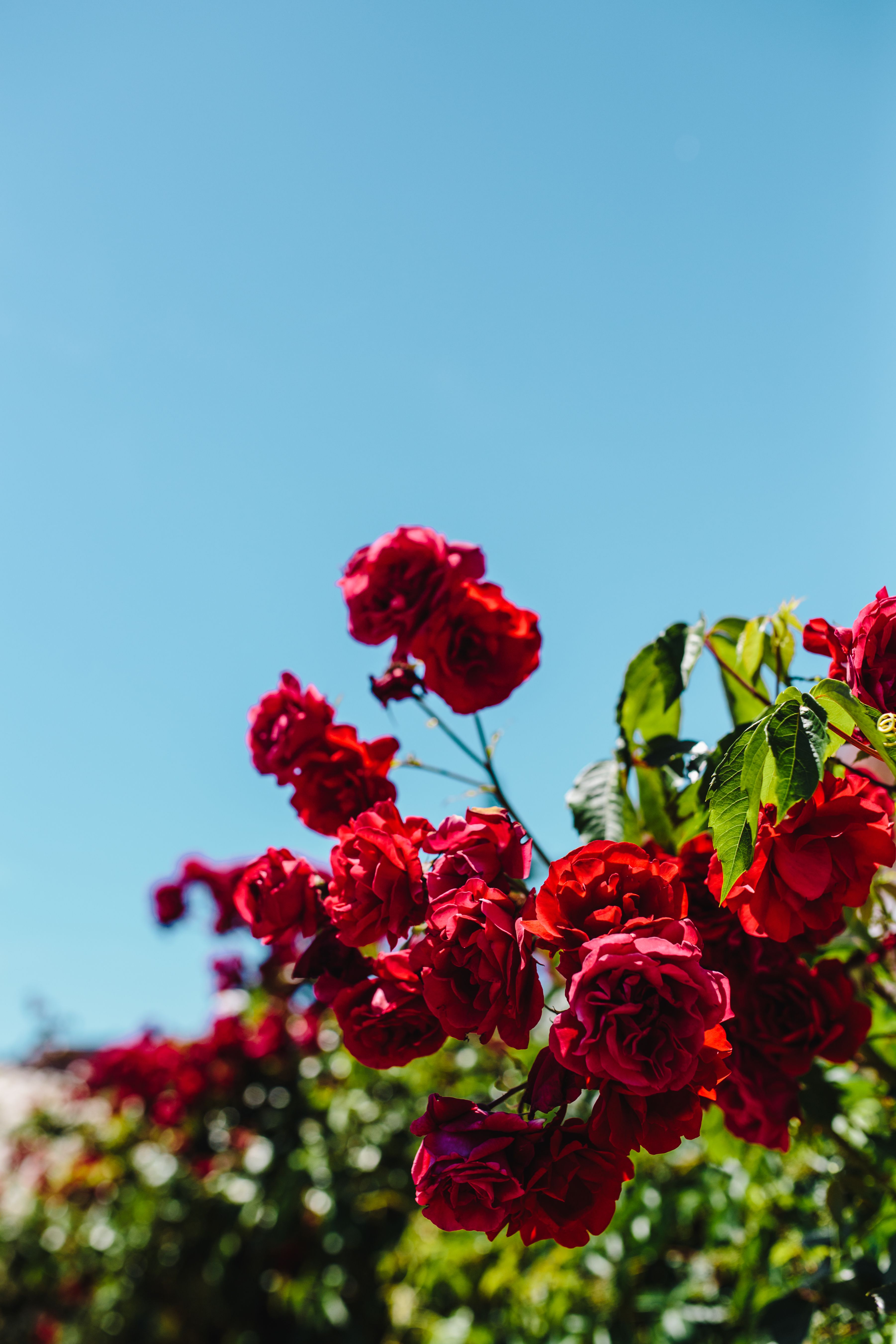 無料モバイル壁紙フラワーズ, ブッシュ, ぼやけ, 滑らか, 咲く, 赤い, 開花, バラをダウンロードします。