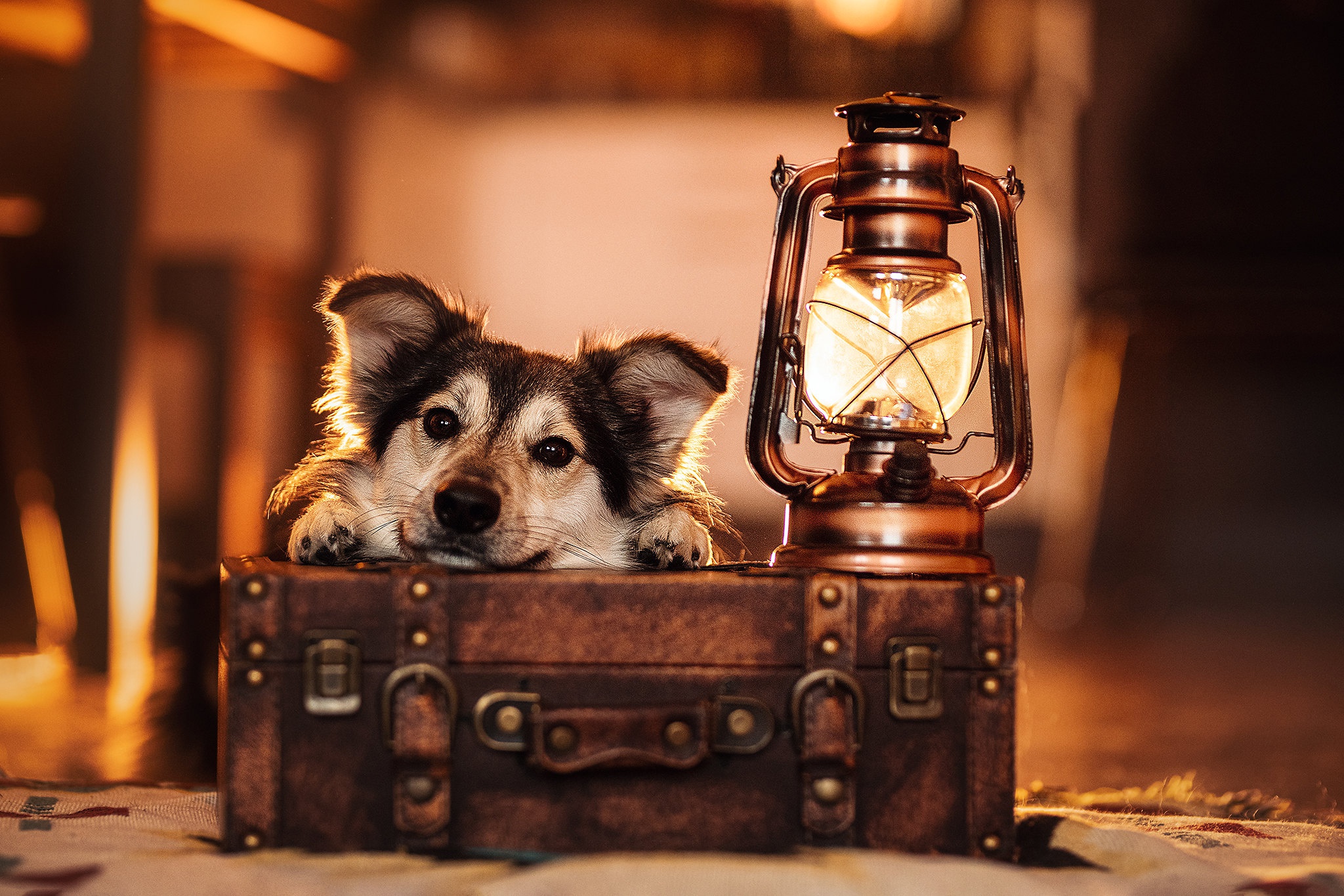 Download mobile wallpaper Dogs, Dog, Lantern, Animal, Suitcase for free.
