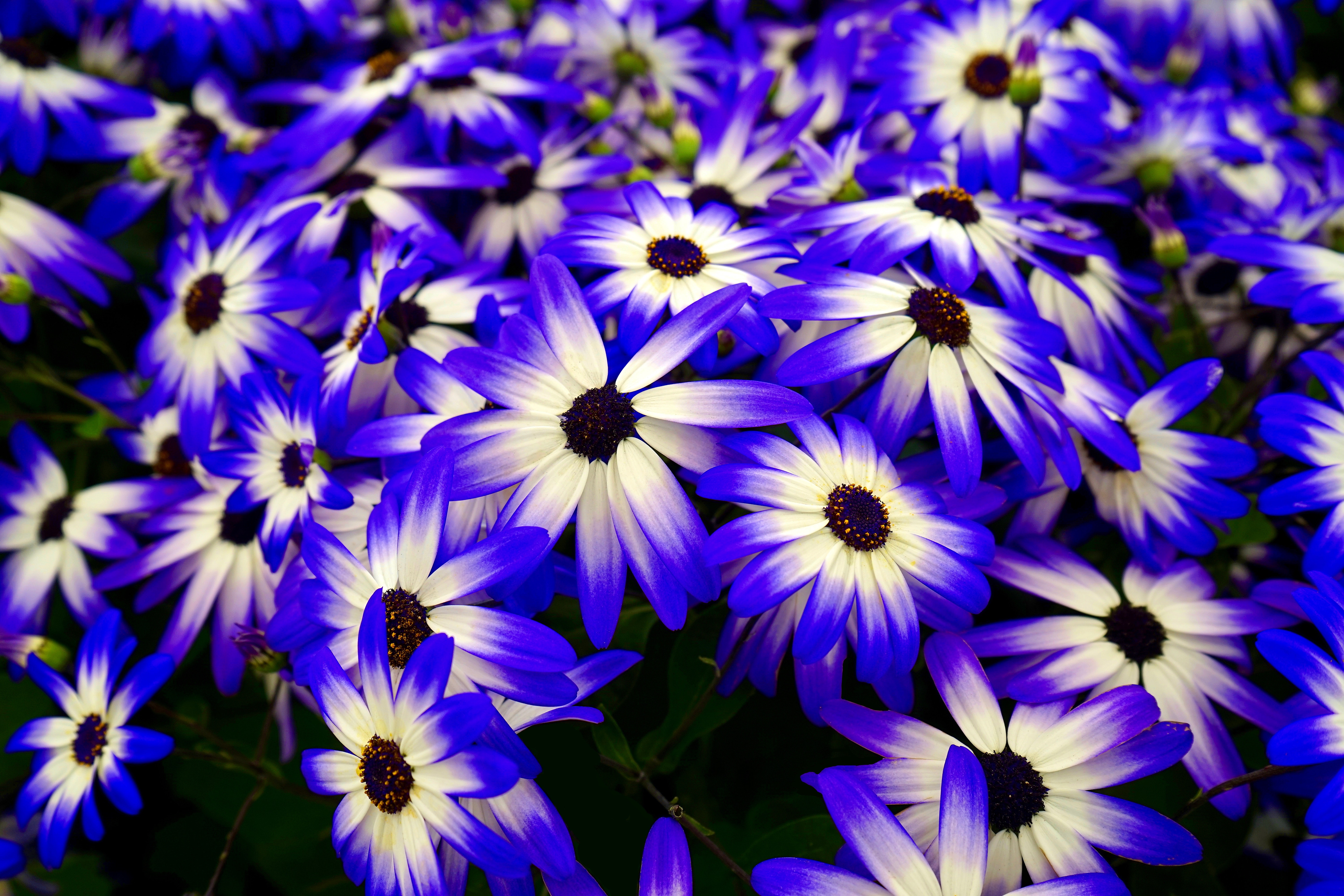 120052 descargar imagen cama de flores, flores, parterre, púrpura, morado, osteospermum: fondos de pantalla y protectores de pantalla gratis