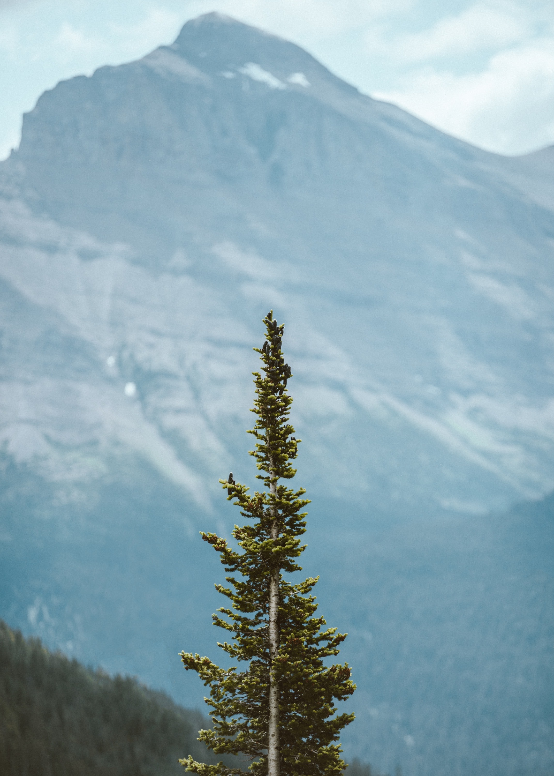 nature, mountains, pine, coniferous, plant, wood, tree High Definition image