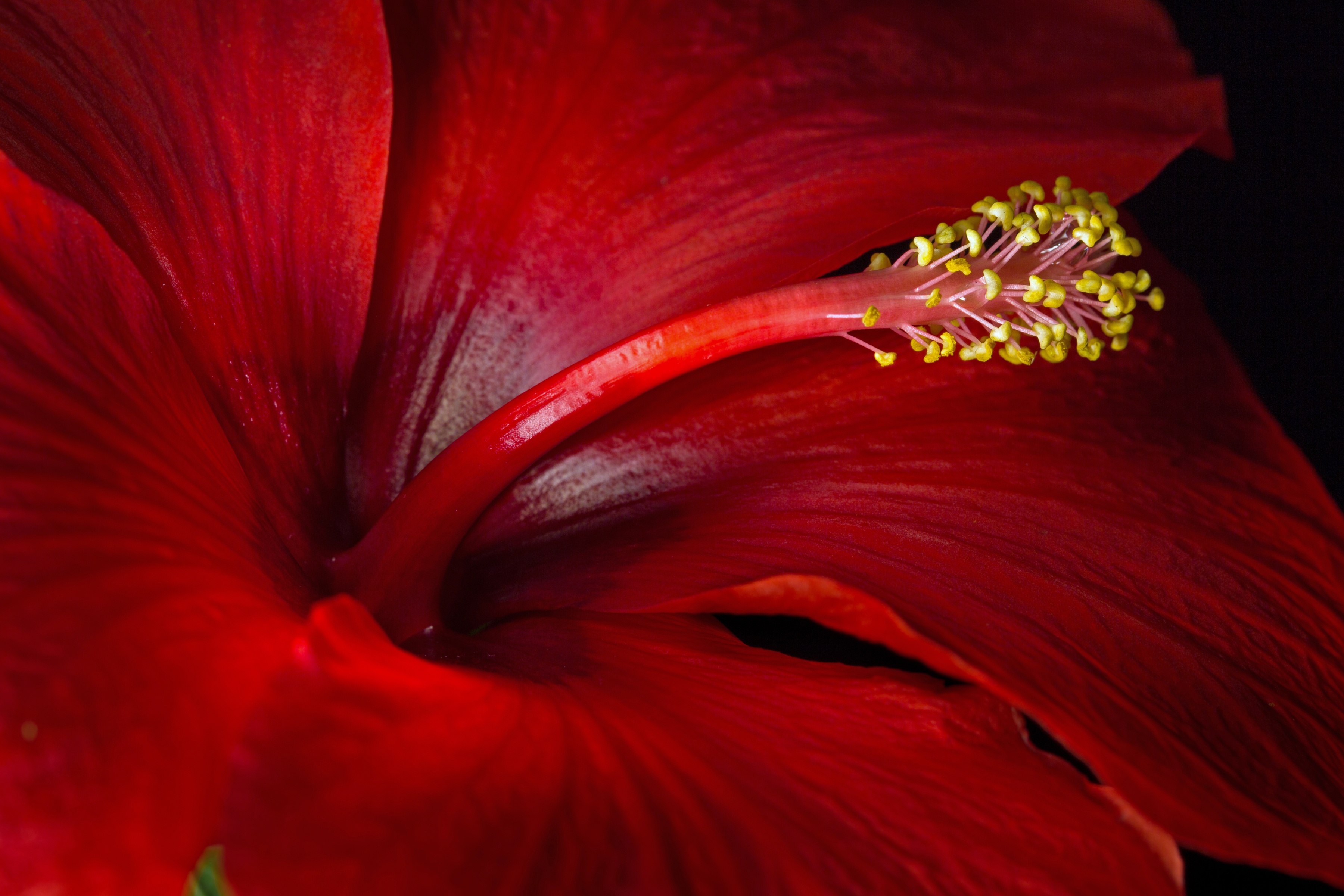 無料モバイル壁紙フラワーズ, 花, 大きい, 地球, ハイビスカス, 赤い花をダウンロードします。