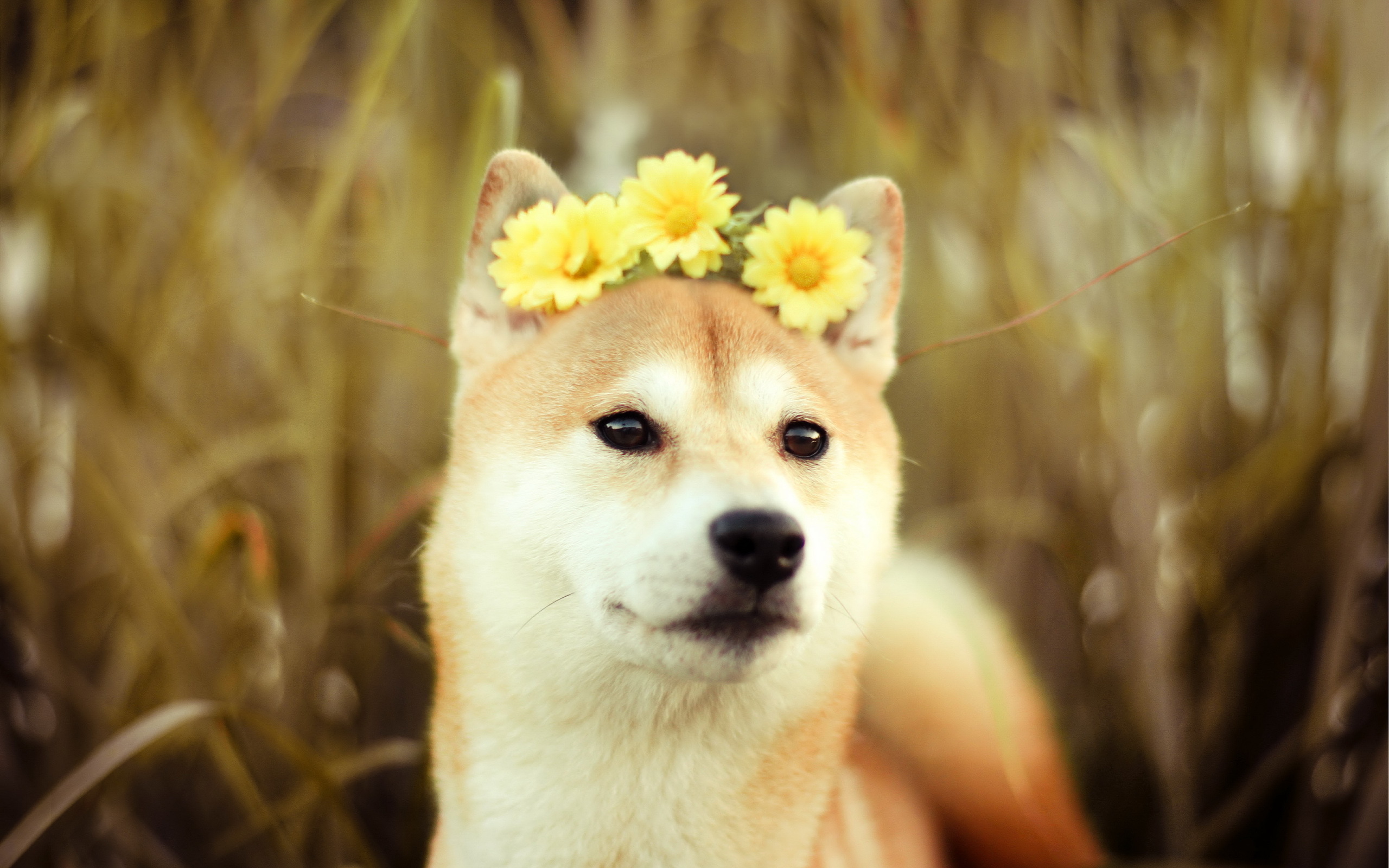 animal, shiba inu, dog, flower, dogs